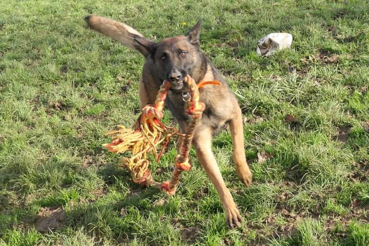 Pension de la Bresse (pension Canine) — photo