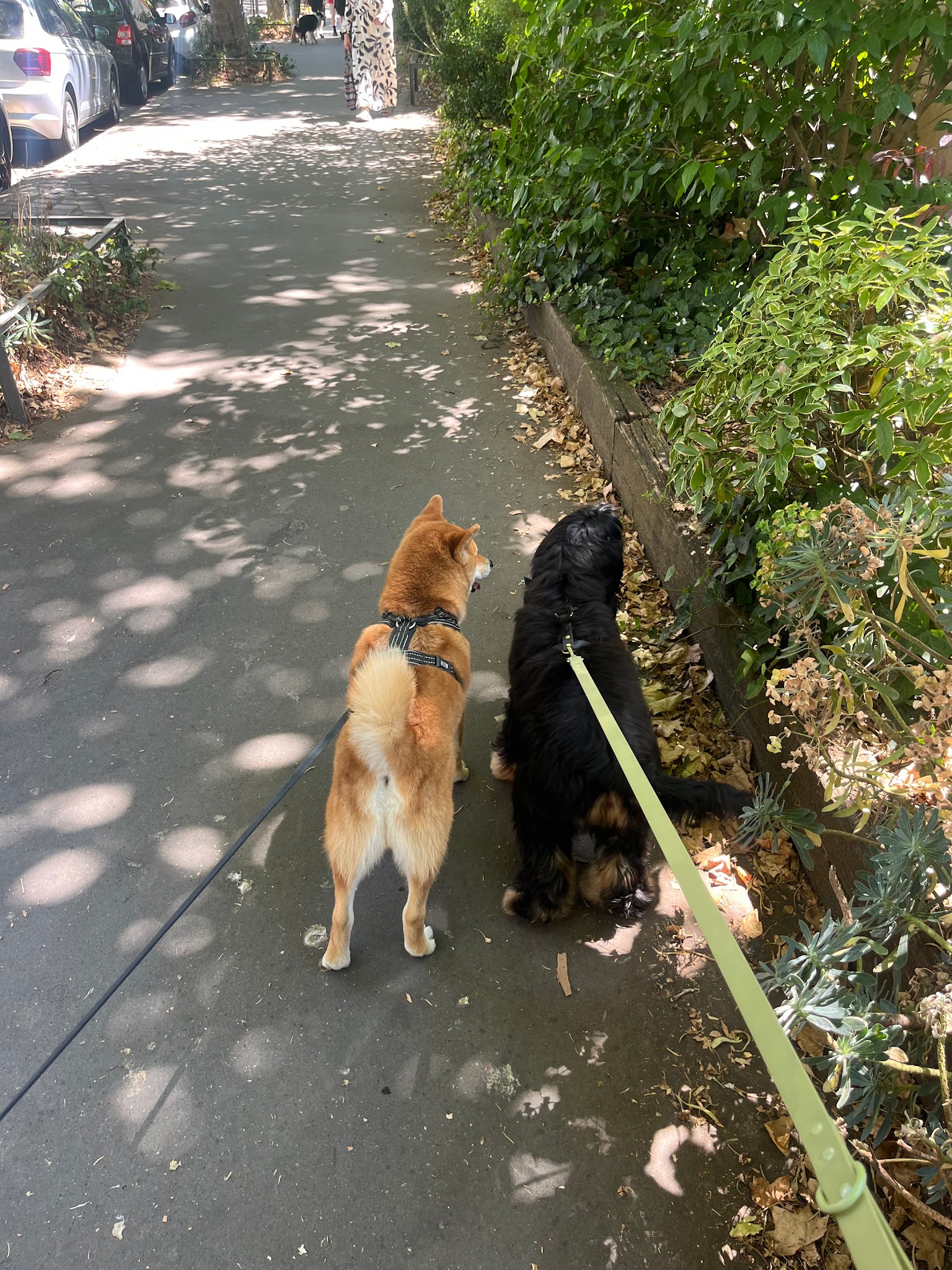 Pawsy | Garde de chiens à Croix Rousse, Lyon 4