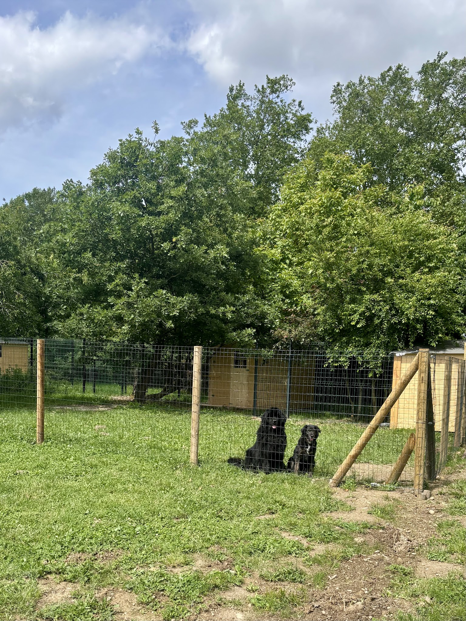 Airbndog 09 pension canine Mazères — photo