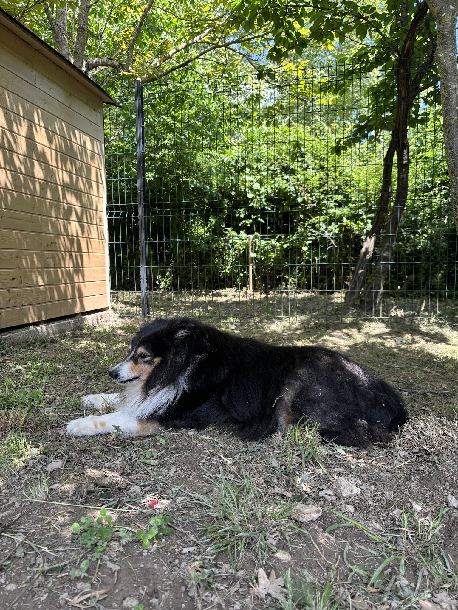 Airbndog 09 pension canine Mazères — photo