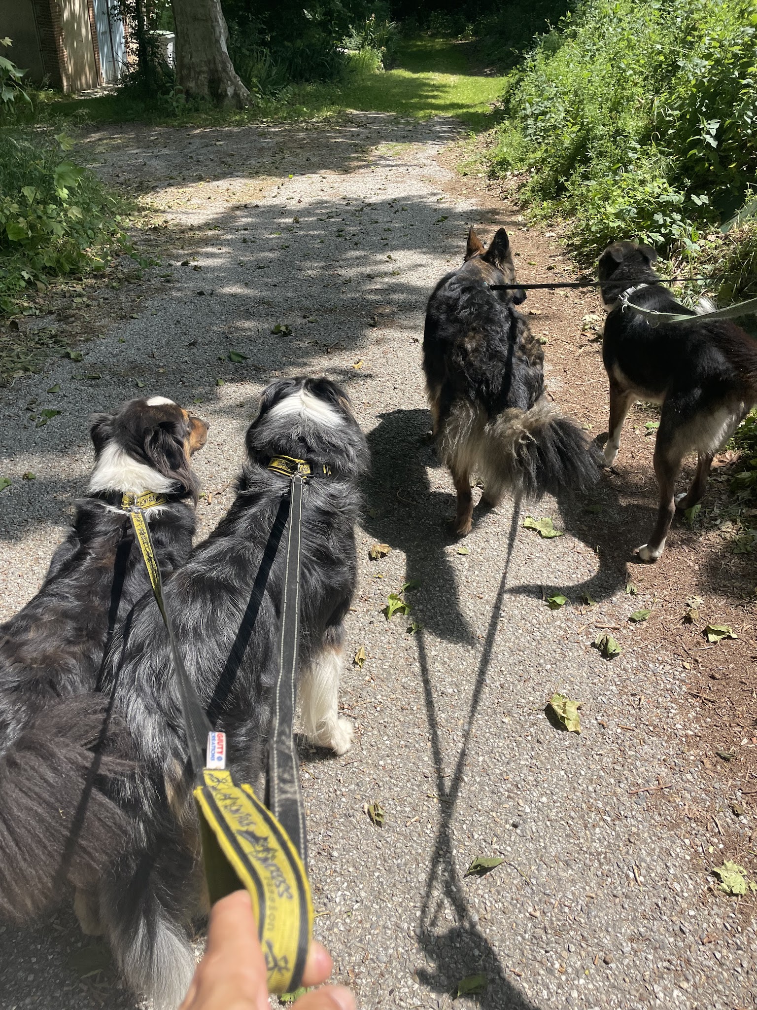 Airbndog 09 pension canine Mazères — photo