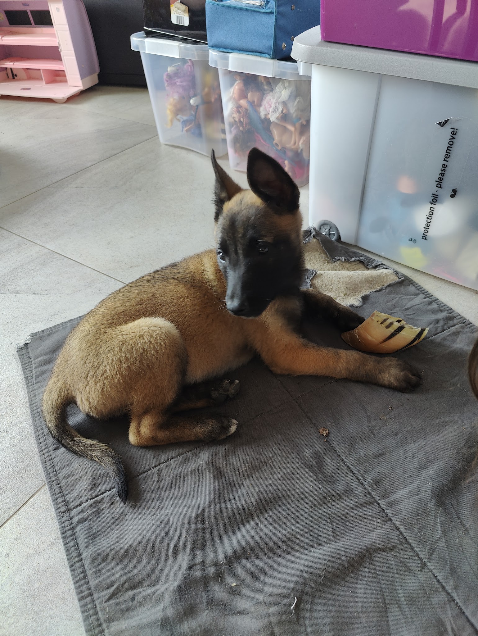 Centre Canin de La Forêt des Lyns - Pension canine, Elevage, Education Canine & Obéjump — photo
