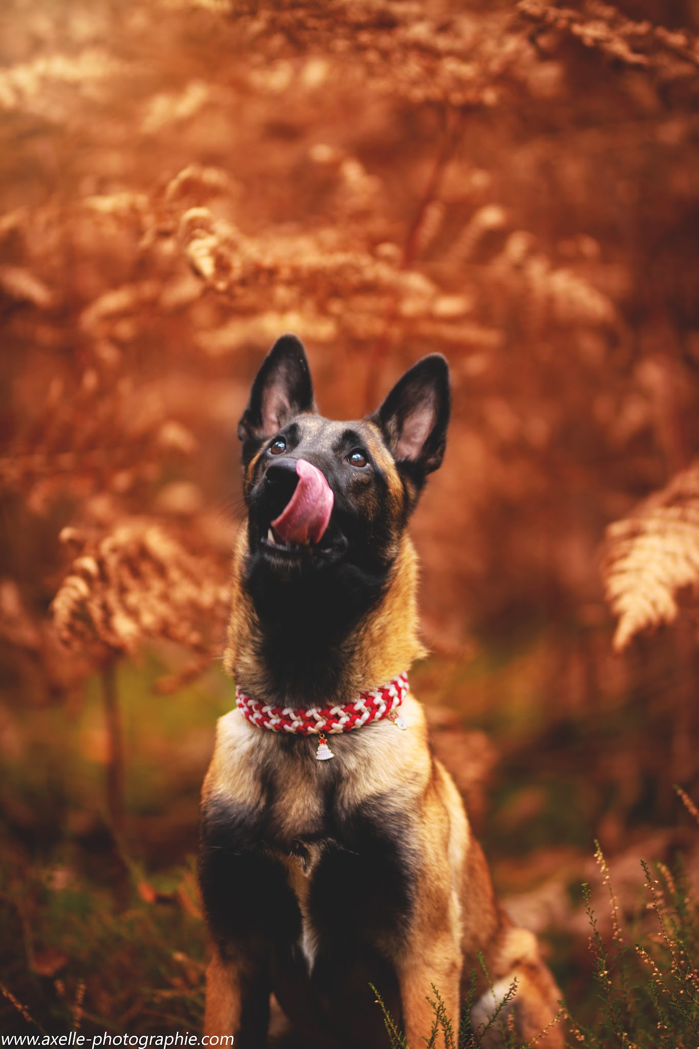 Centre Canin de La Forêt des Lyns - Pension canine, Elevage, Education Canine & Obéjump — photo