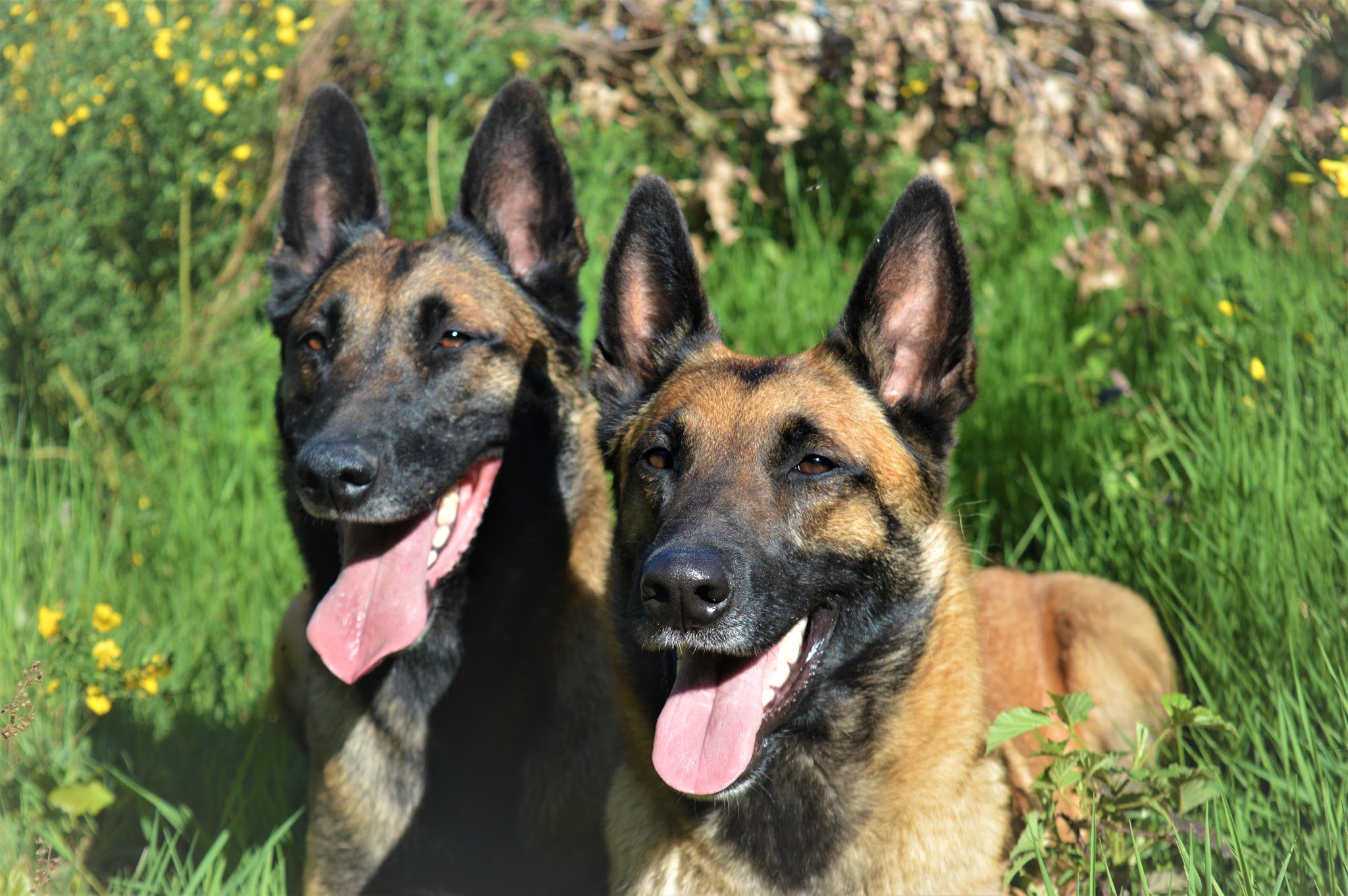 Centre Canin de La Forêt des Lyns - Pension canine, Elevage, Education Canine & Obéjump — photo