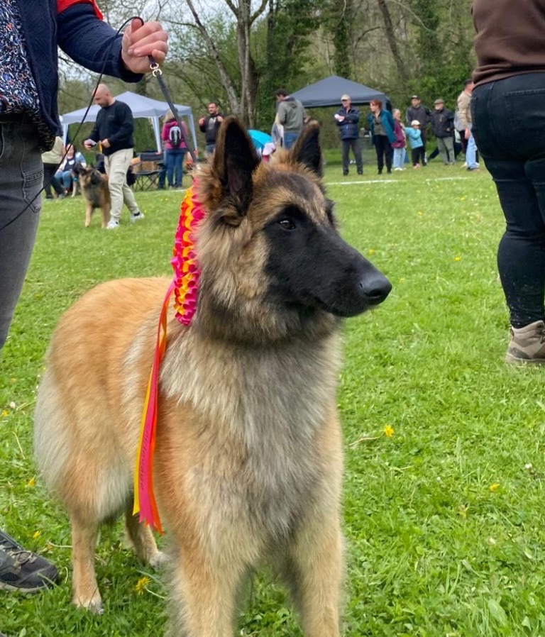 Centre Canin de La Forêt des Lyns - Pension canine, Elevage, Education Canine & Obéjump — photo