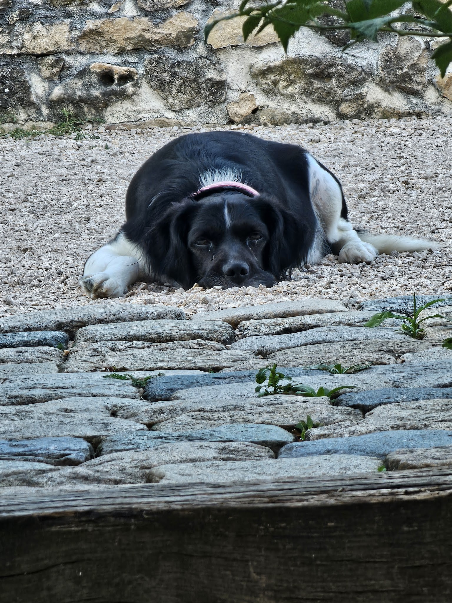 Les Zamis de Lilly — photo