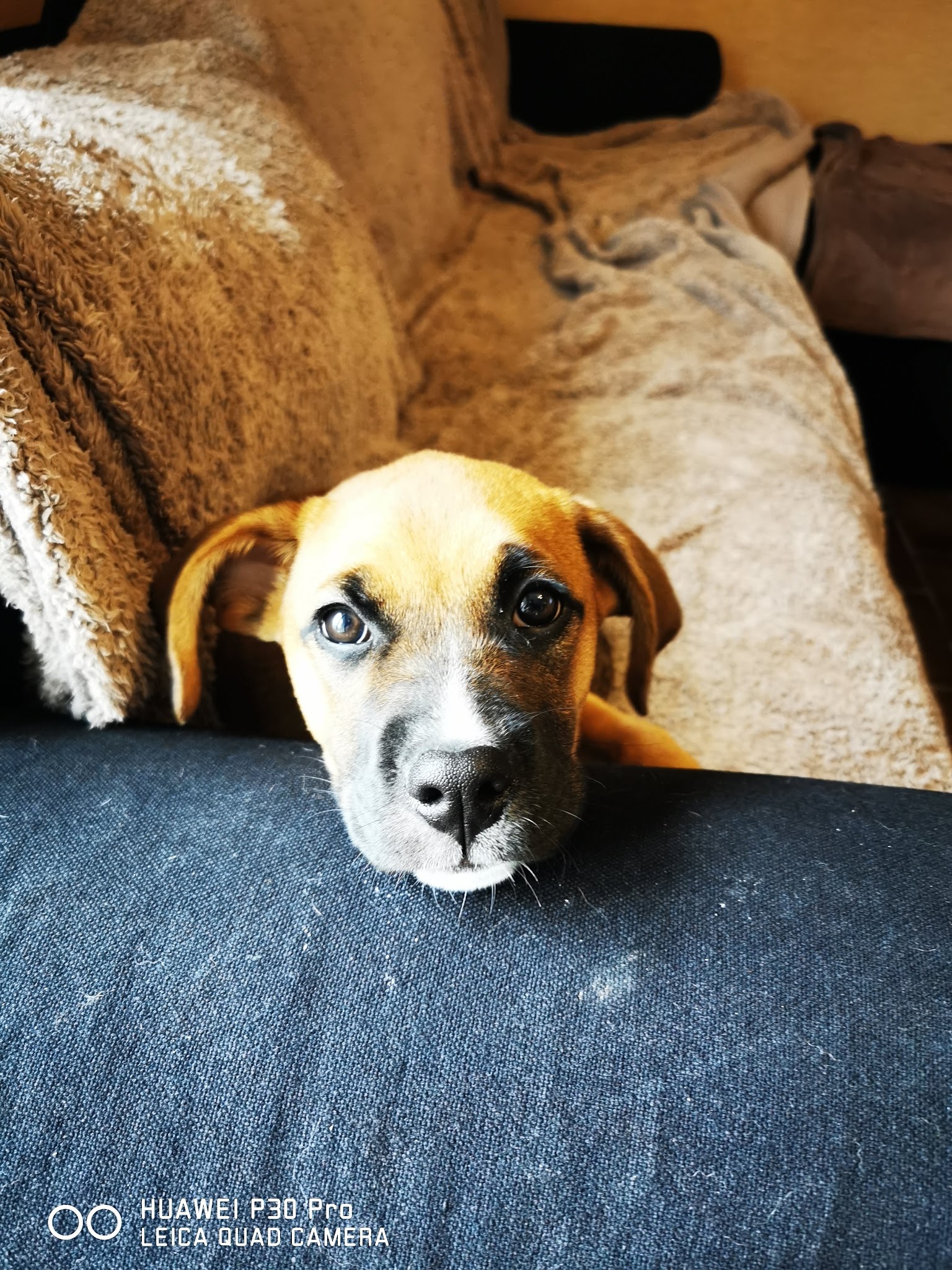 wonder dog island - éducateur canin & pet sitting
