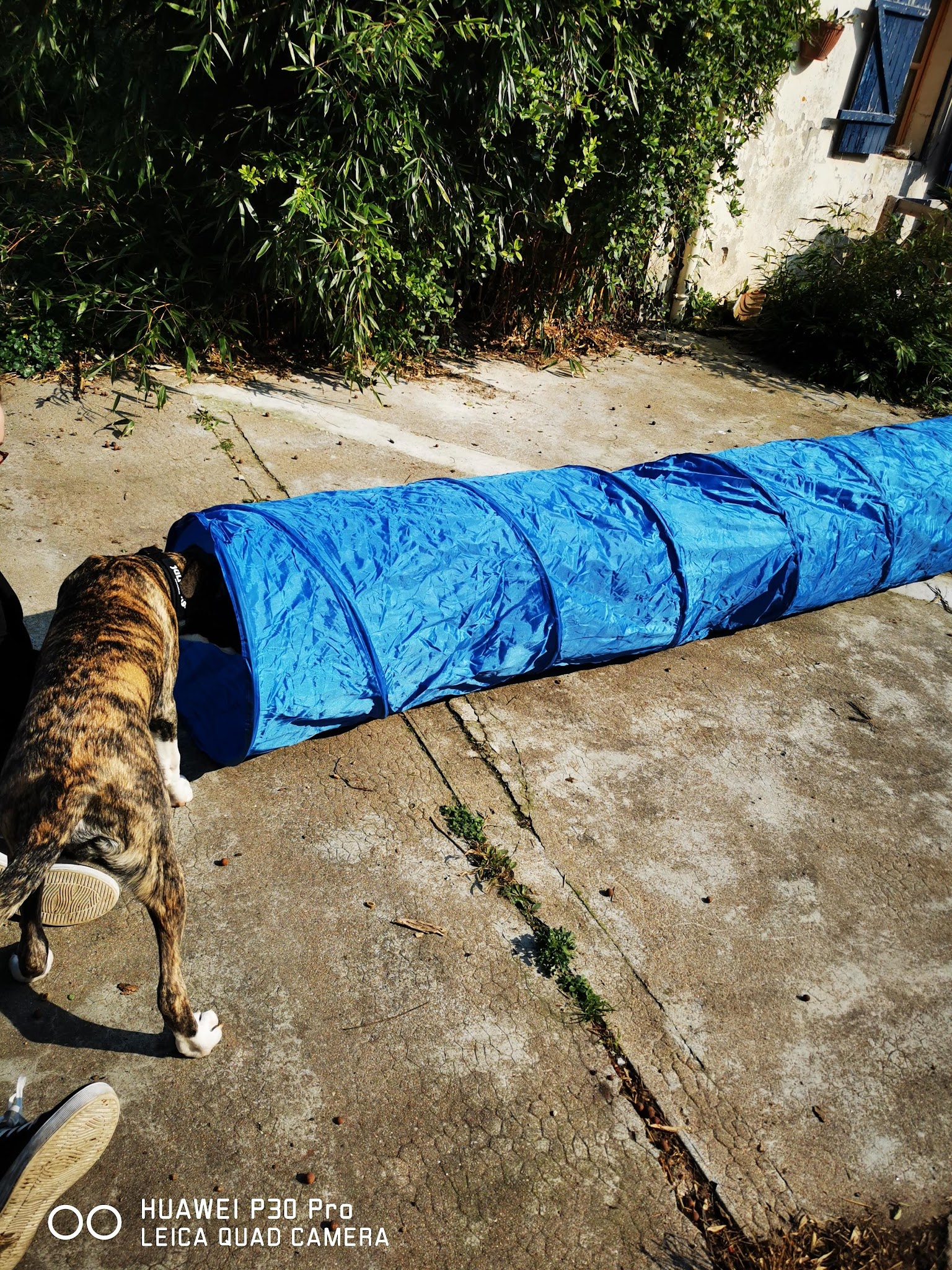 wonder dog island - éducateur canin & pet sitting — photo