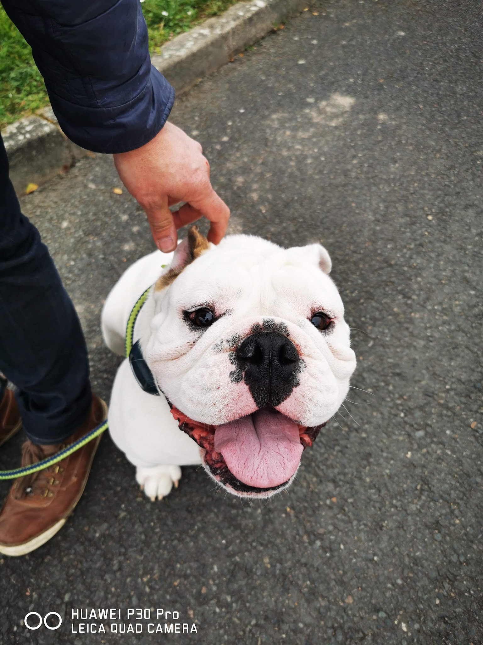 wonder dog island - éducateur canin & pet sitting — photo