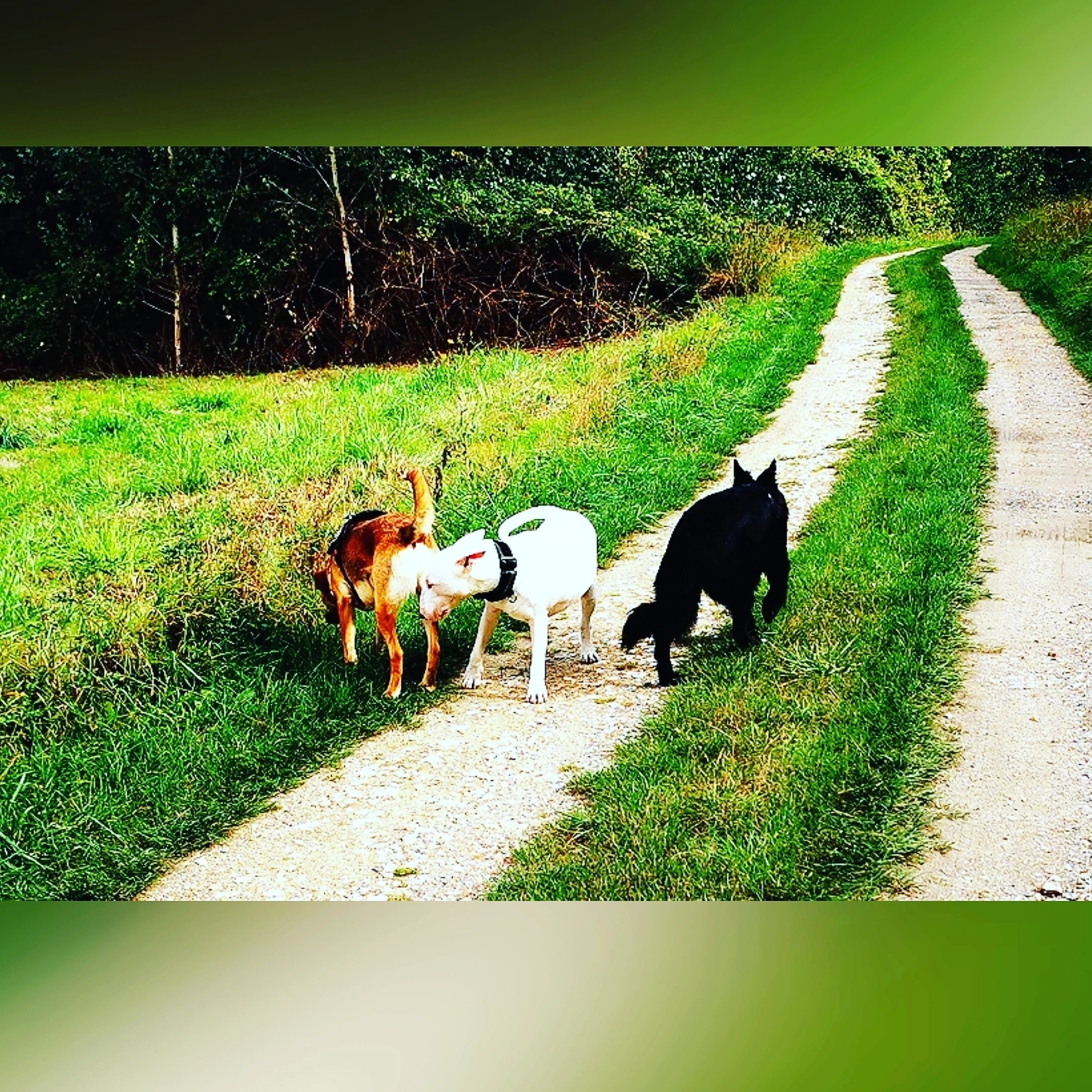 wonder dog island - éducateur canin & pet sitting — photo