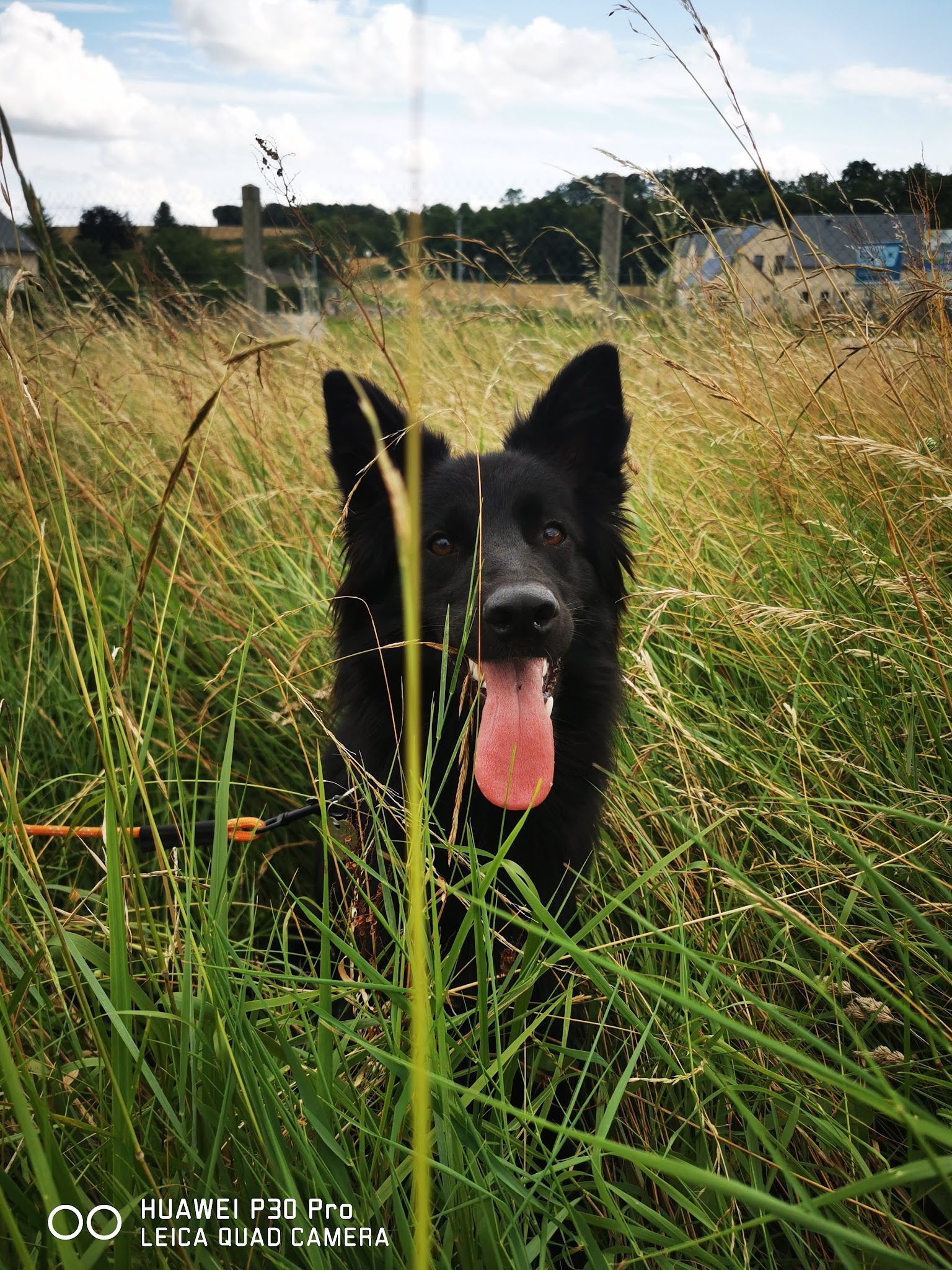 wonder dog island - éducateur canin & pet sitting — photo