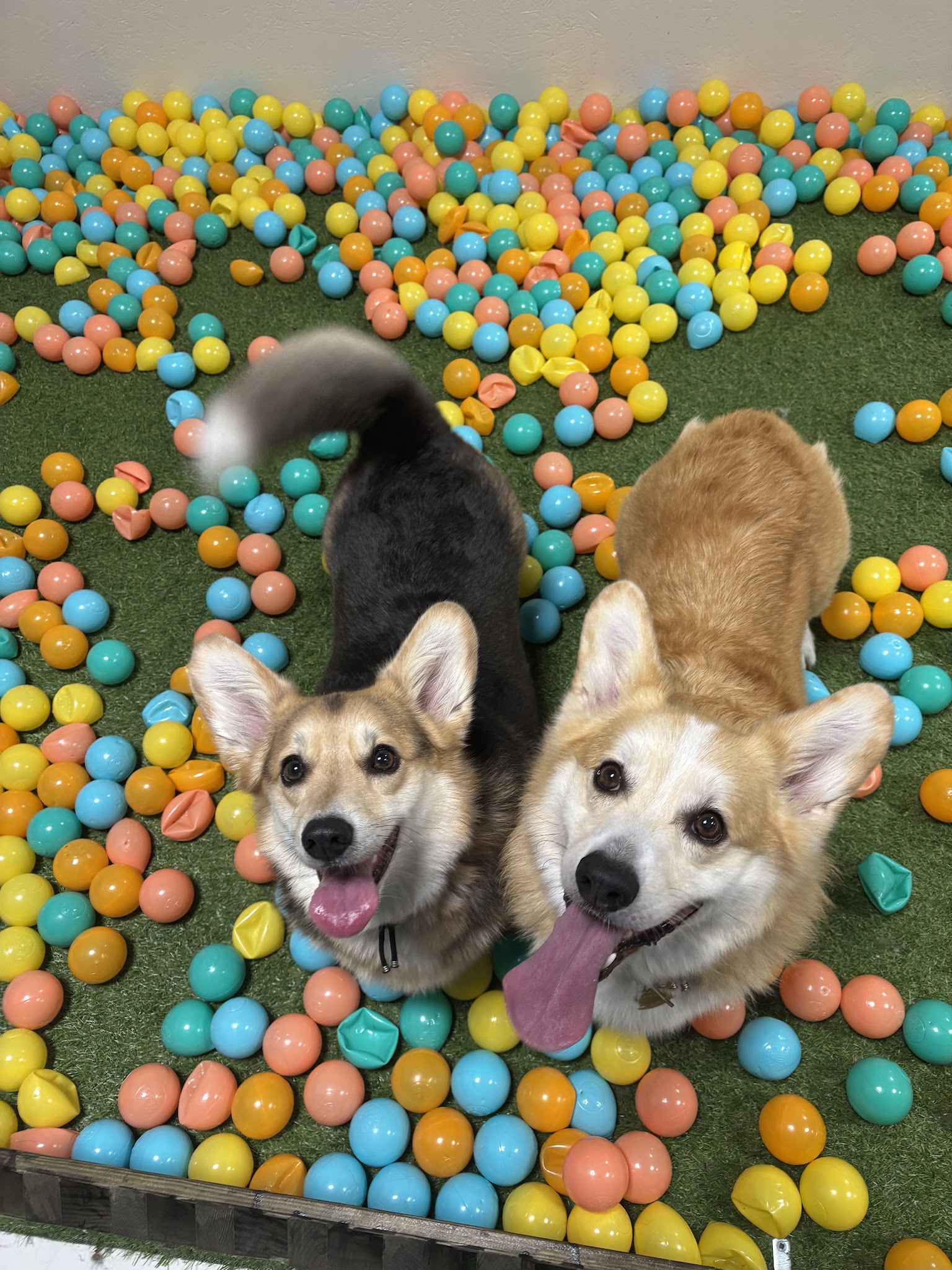PUPPY CORNER — photo