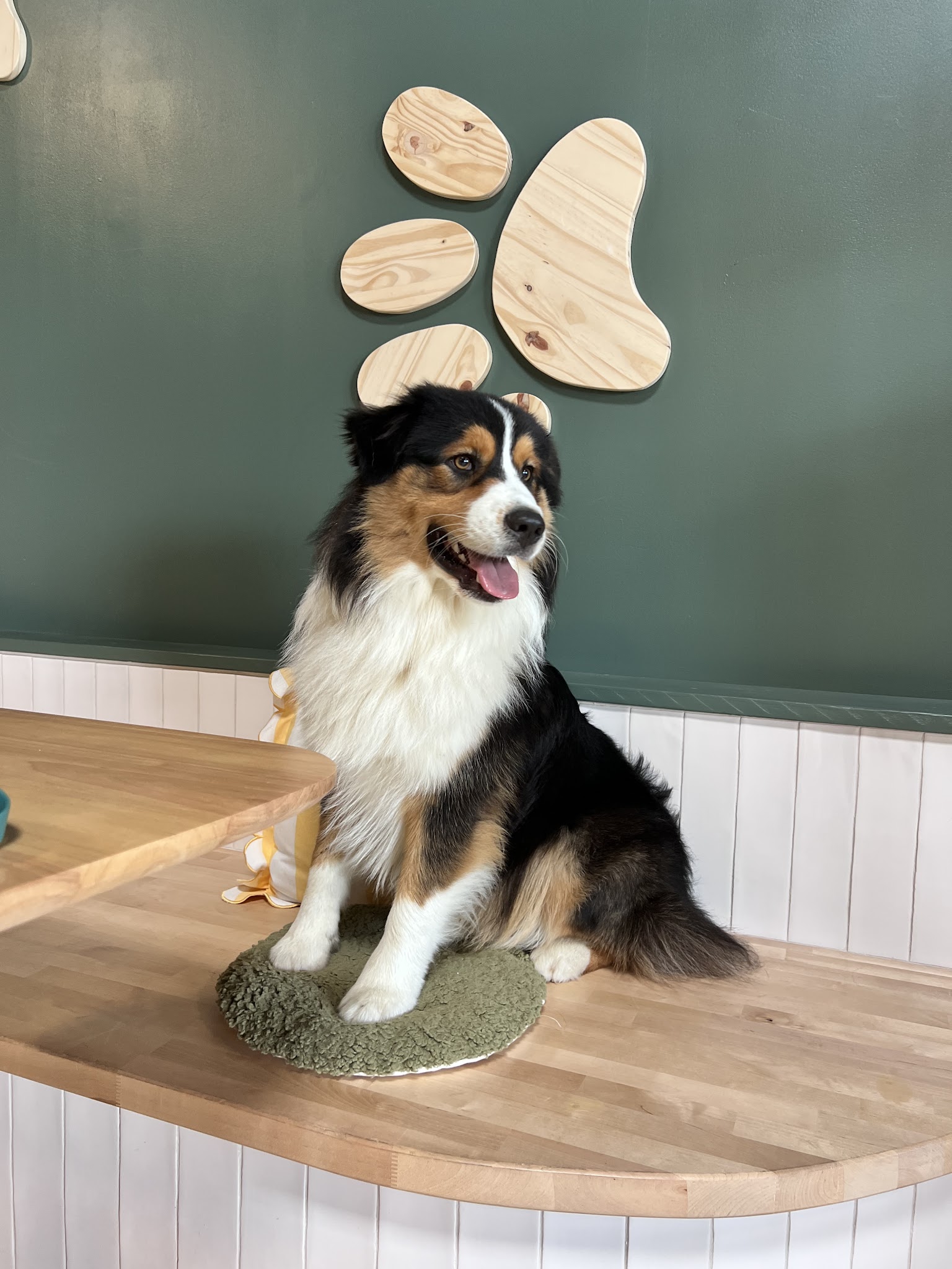 PUPPY CORNER — photo