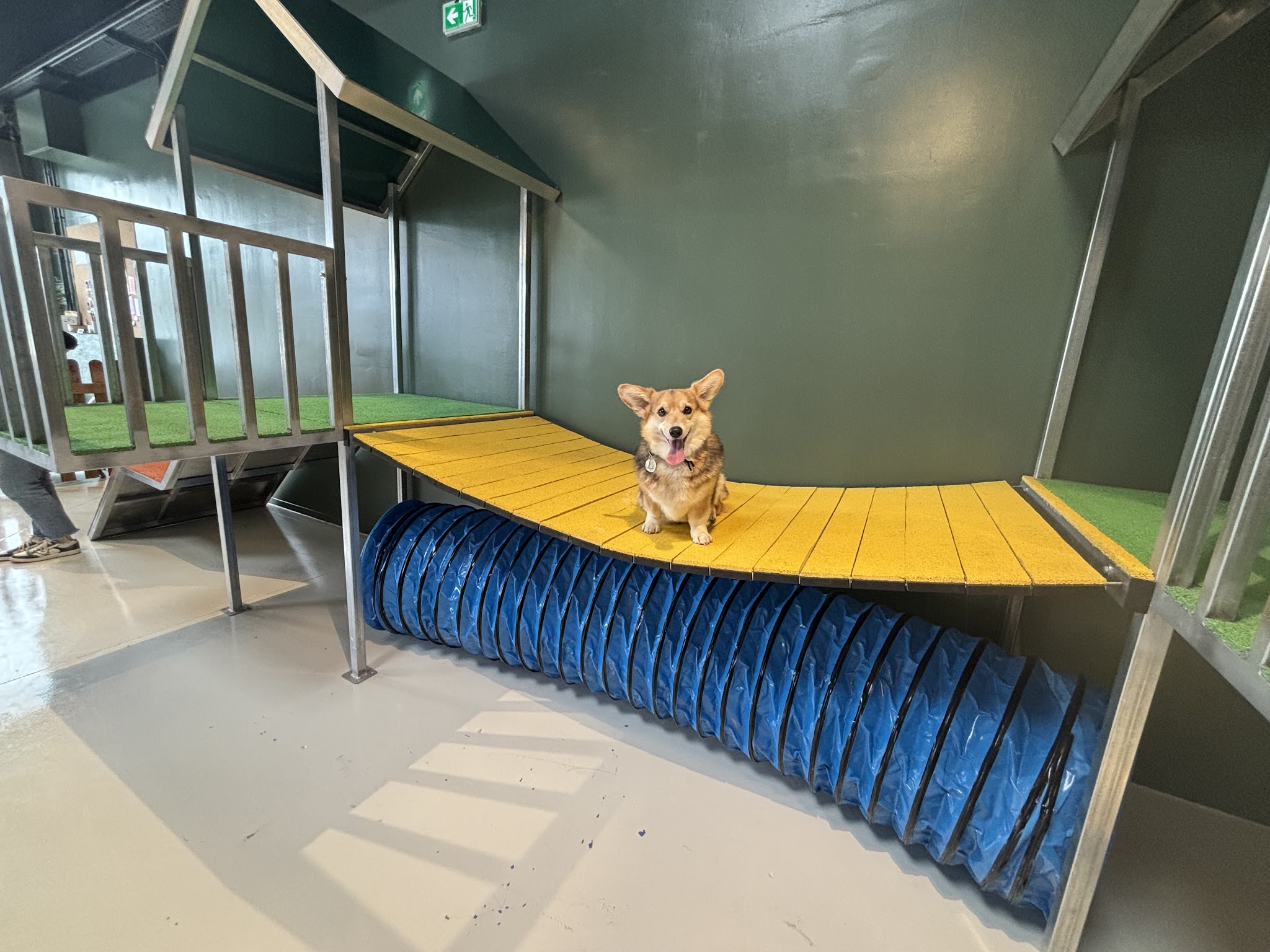 PUPPY CORNER — photo