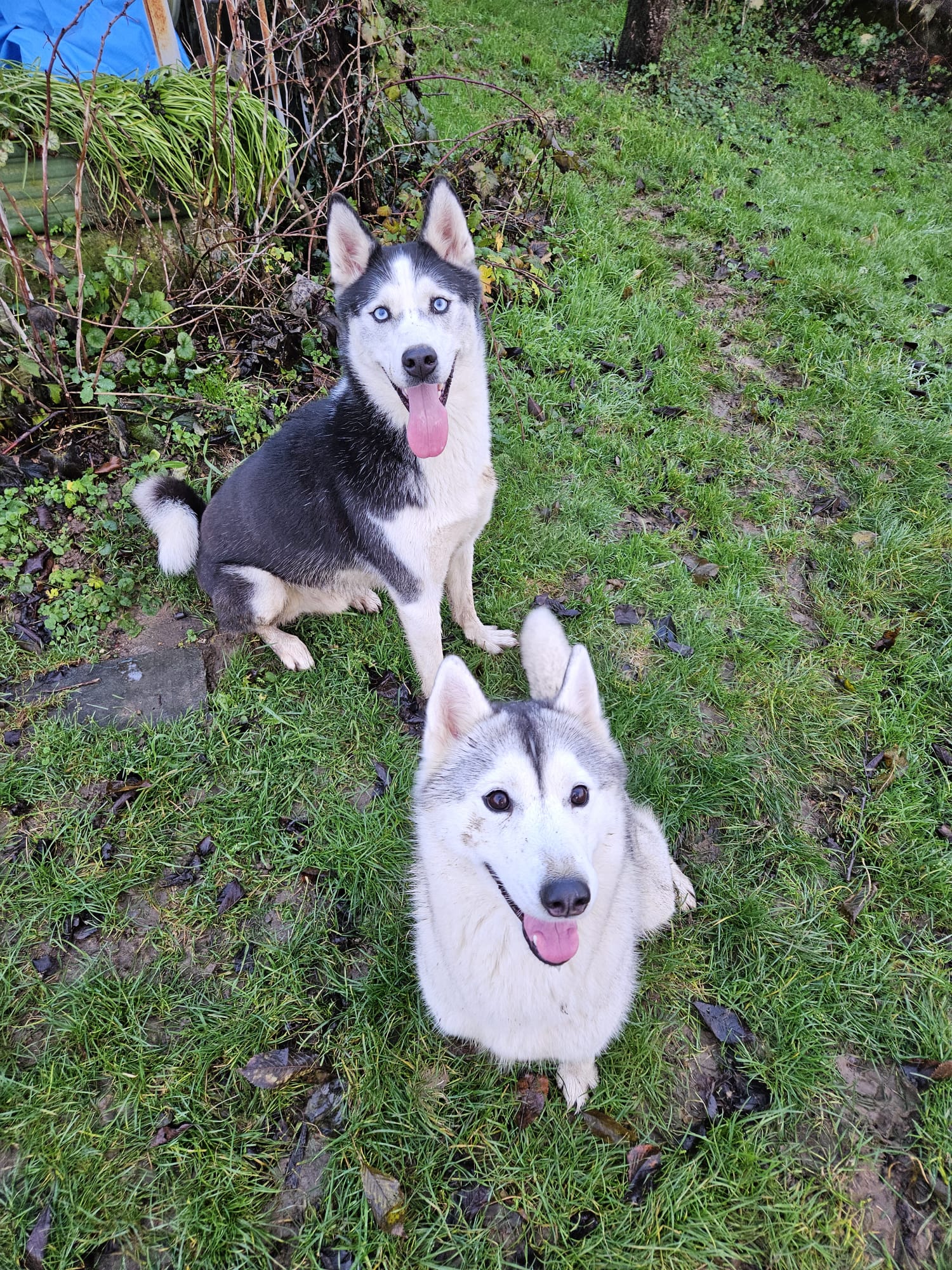 Petsitting Maze&Co — photo
