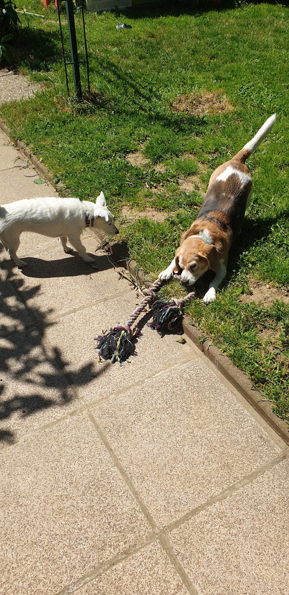Petsitting Maze&Co — photo