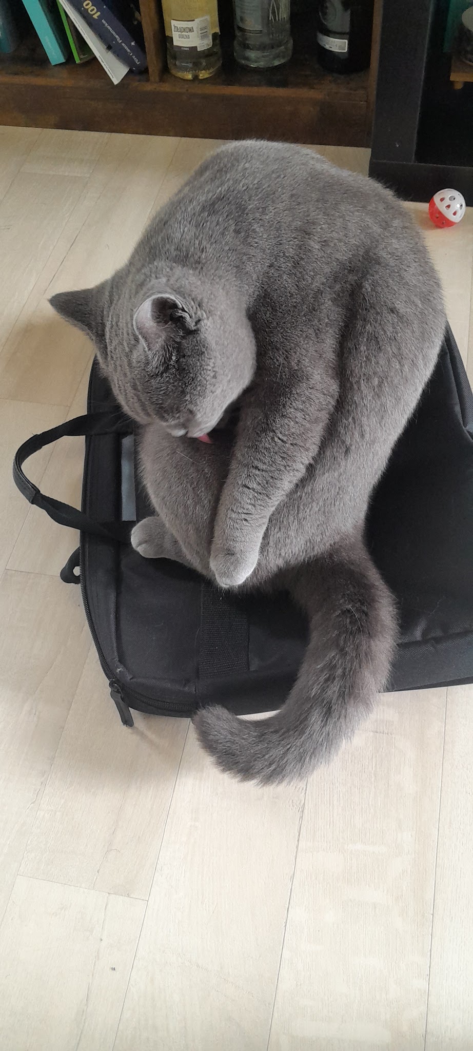 MIAOU et WOUAF | Garde animaux, Petsitter à domicile Rennes et alentours — photo