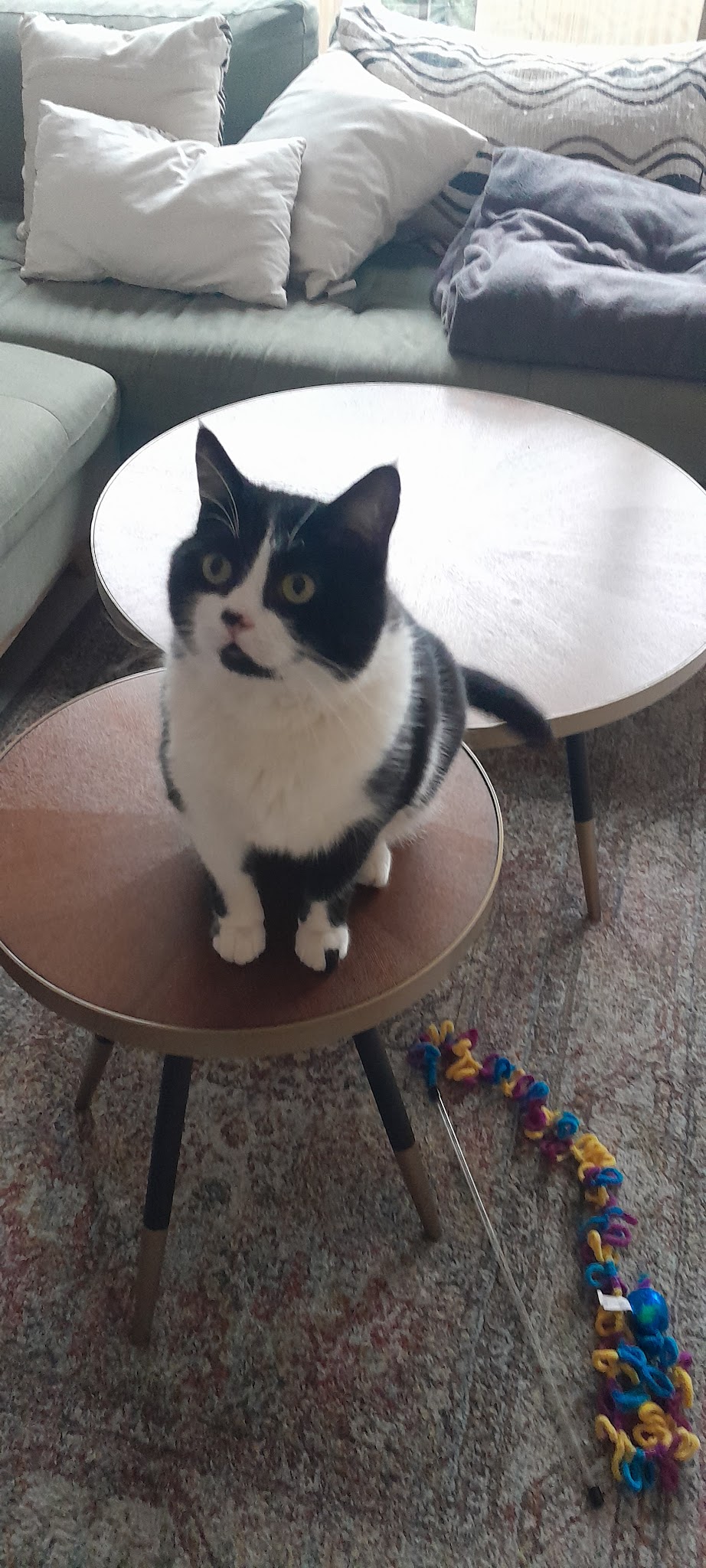 MIAOU et WOUAF | Garde animaux, Petsitter à domicile Rennes et alentours — photo
