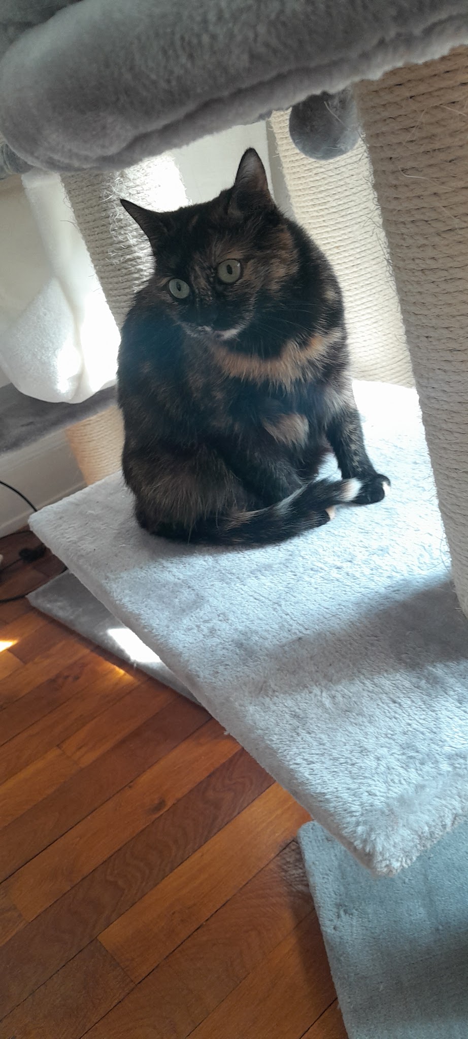 MIAOU et WOUAF | Garde animaux, Petsitter à domicile Rennes et alentours — photo