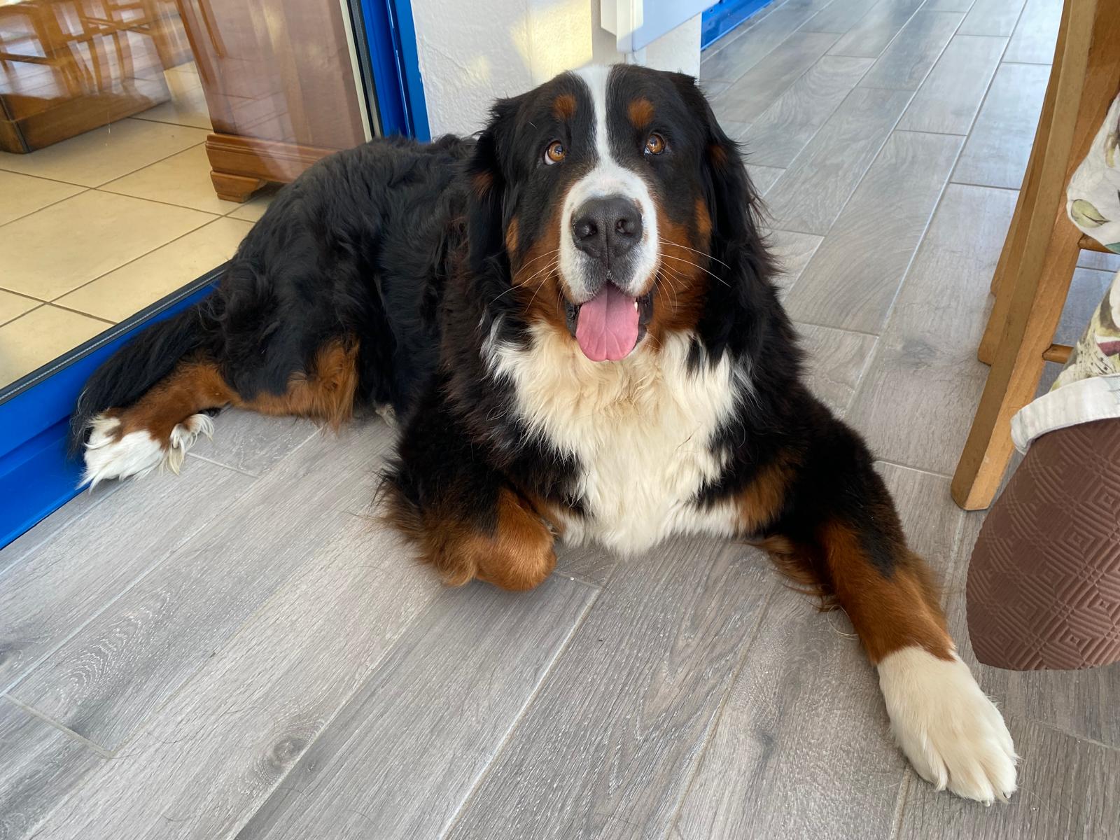 Pension canine du royaume des mayas — photo