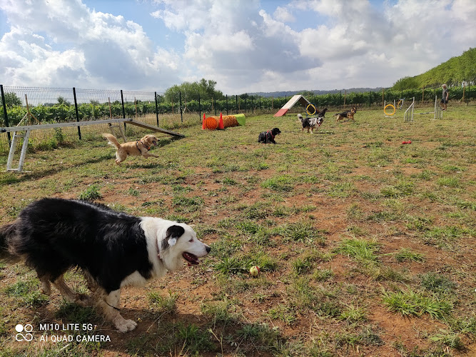Éducation canine 34