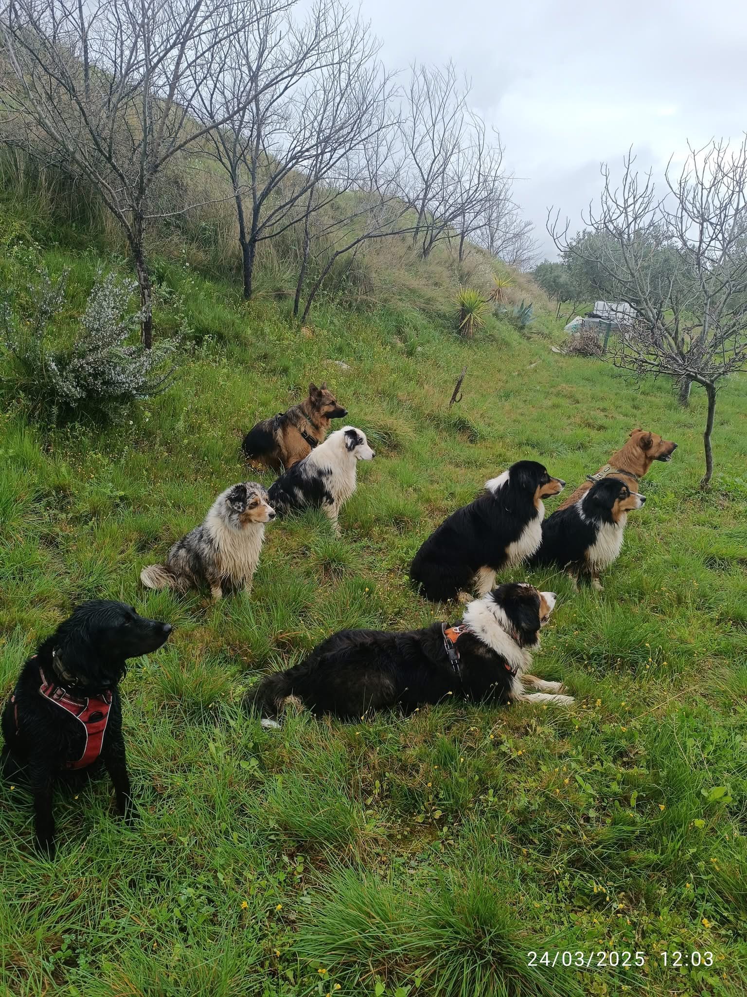 Éducation canine 34 — photo