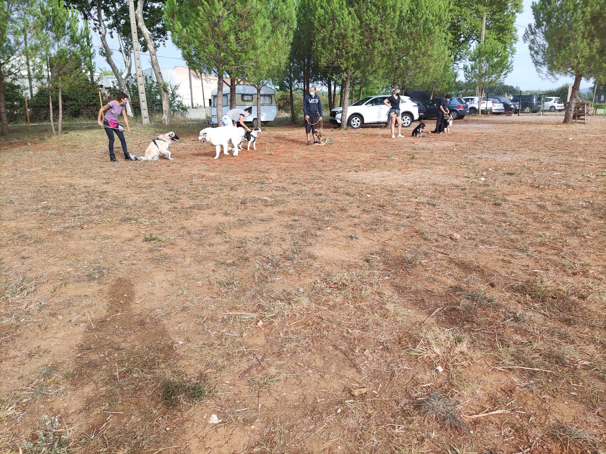 Éducation canine 34 — photo