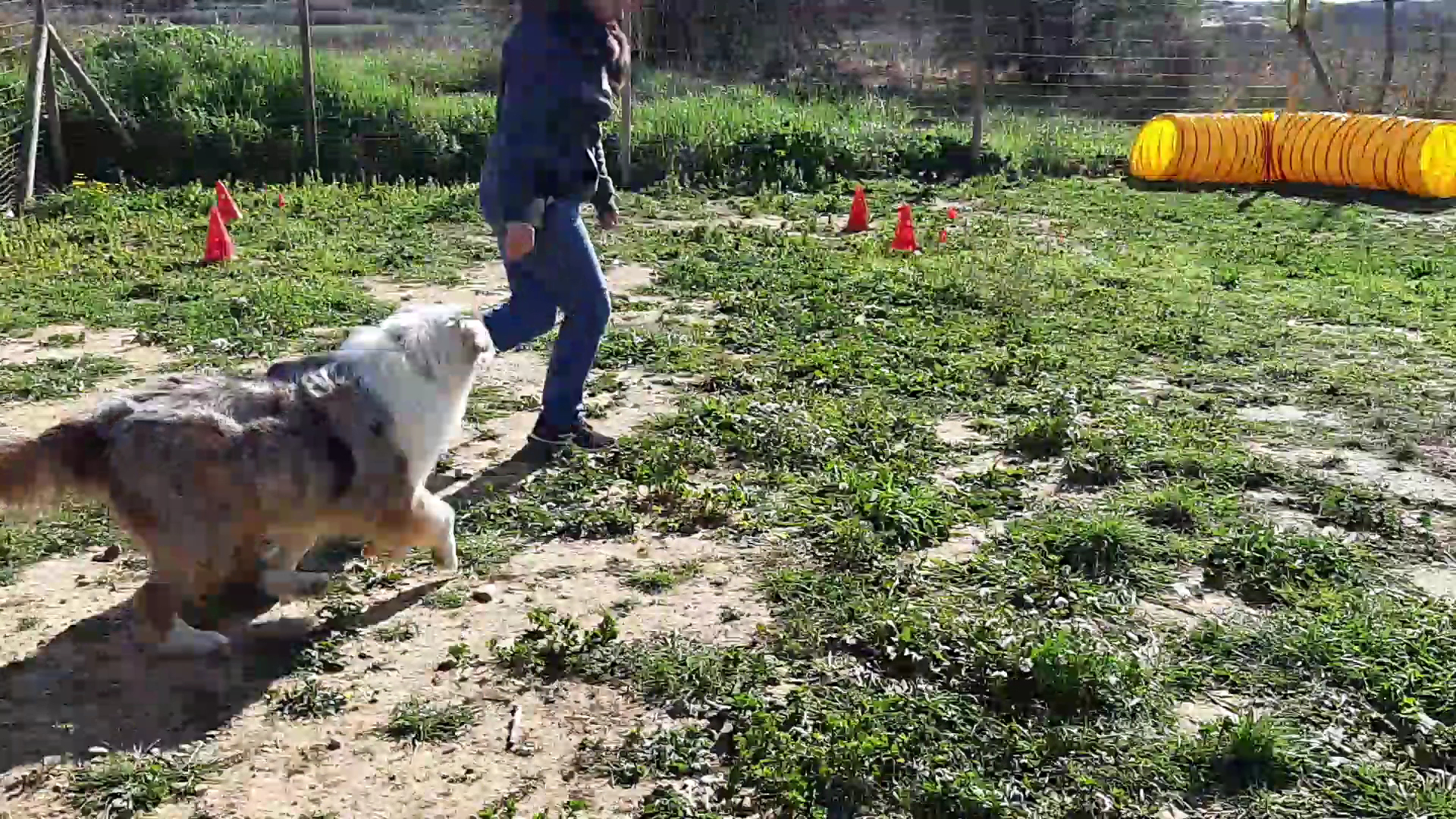 Éducation canine 34 — photo