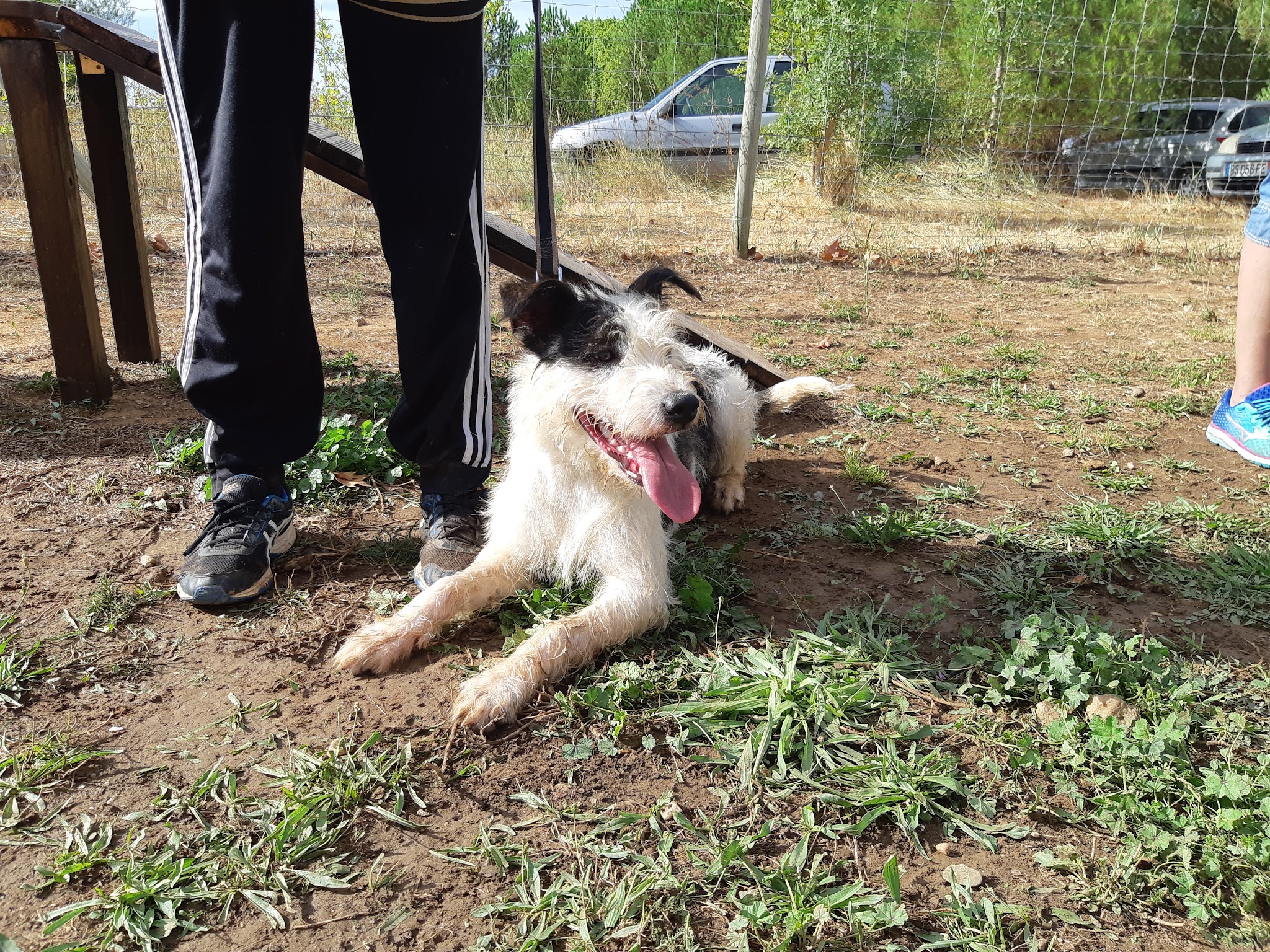 Éducation canine 34 — photo
