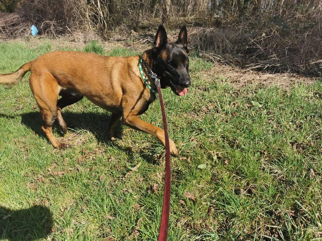 Service Canin Champenois — photo