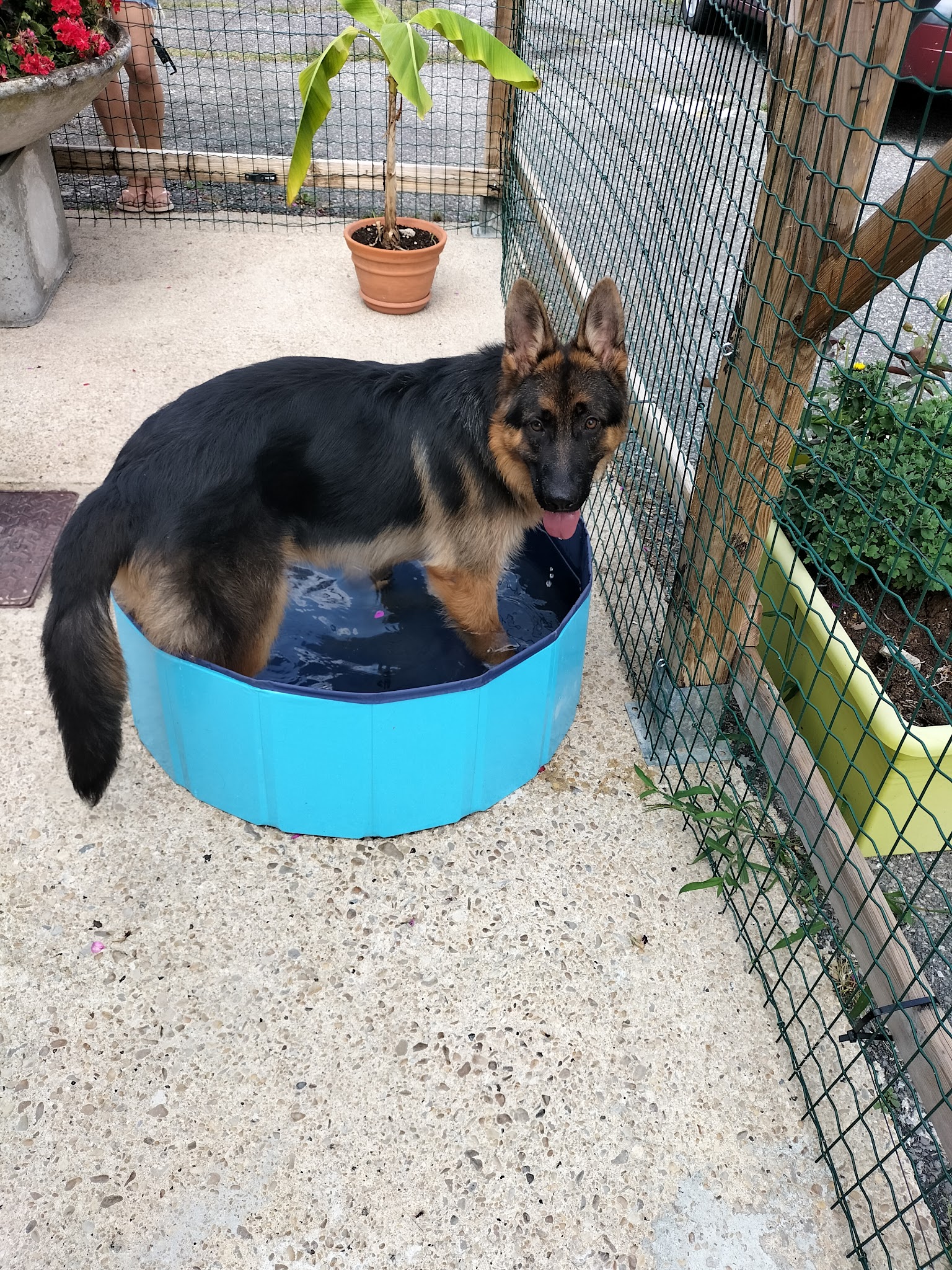 Service Canin Champenois — photo