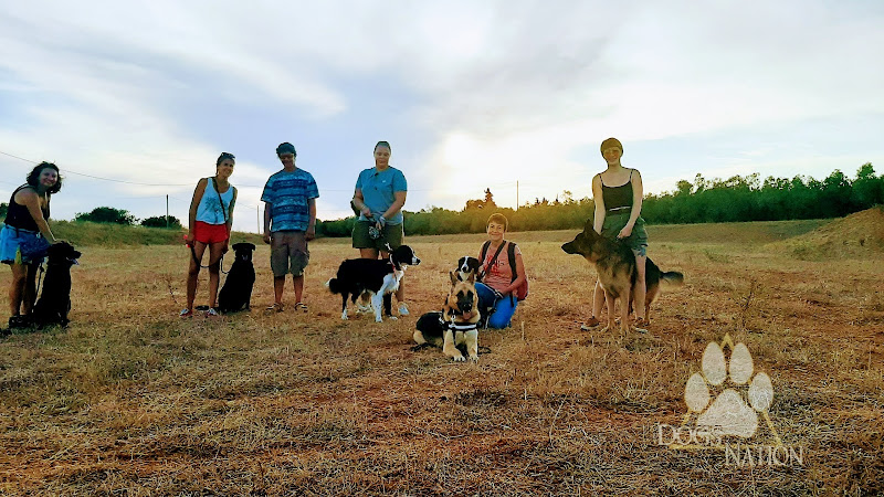 Dogs Nation - Éducateur Comportementaliste Canin & Éthologiste.