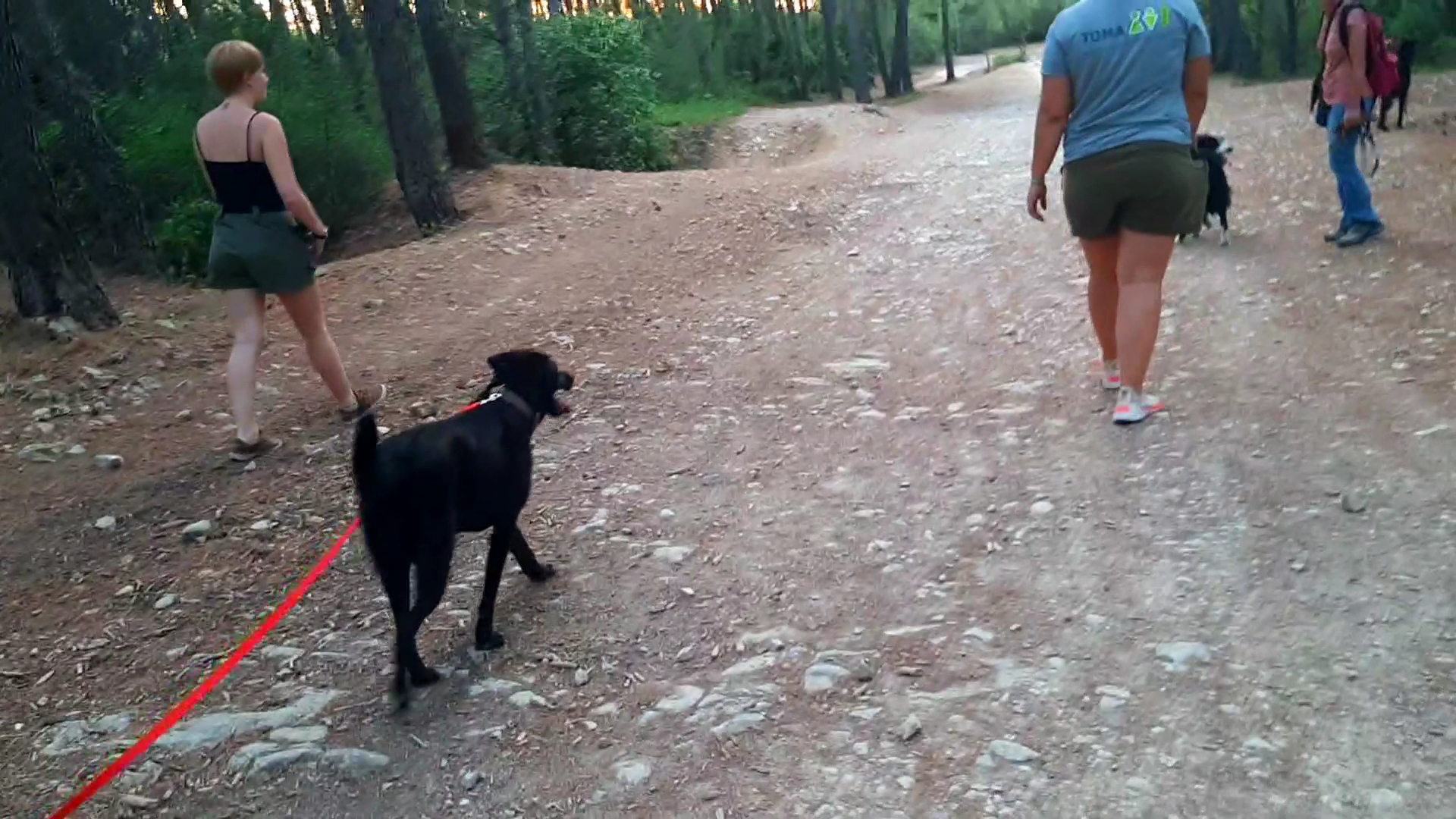 Dogs Nation - Éducateur Comportementaliste Canin & Éthologiste. — photo
