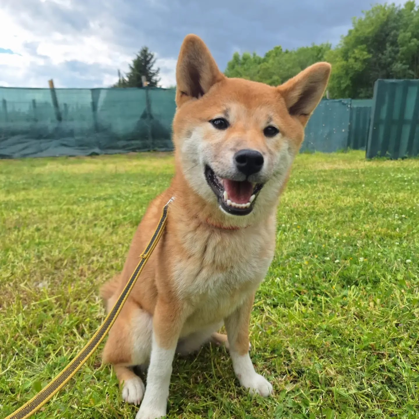 Dogs Nation - Éducateur Comportementaliste Canin & Éthologiste. — photo
