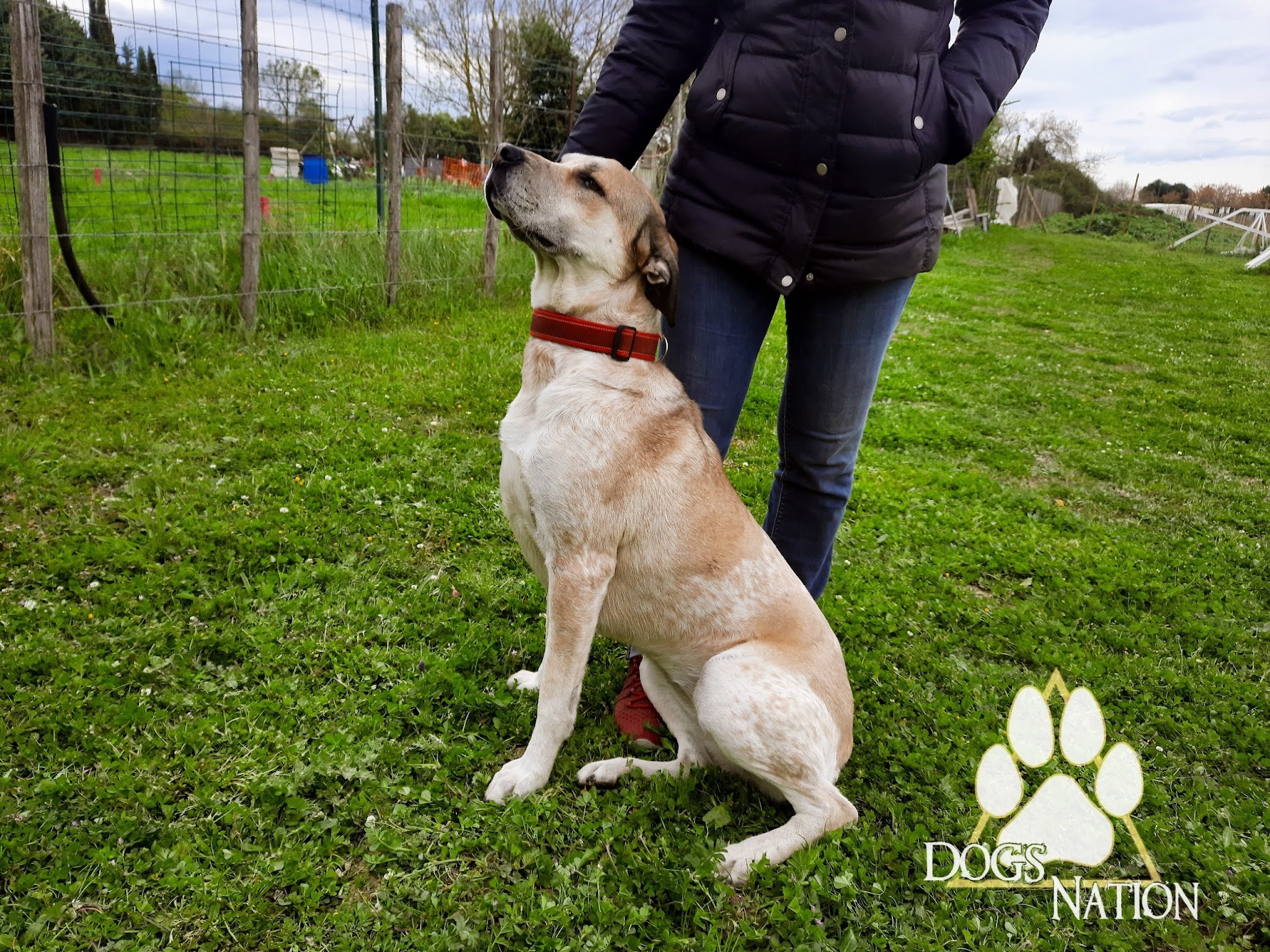 Dogs Nation - Éducateur Comportementaliste Canin & Éthologiste. — photo