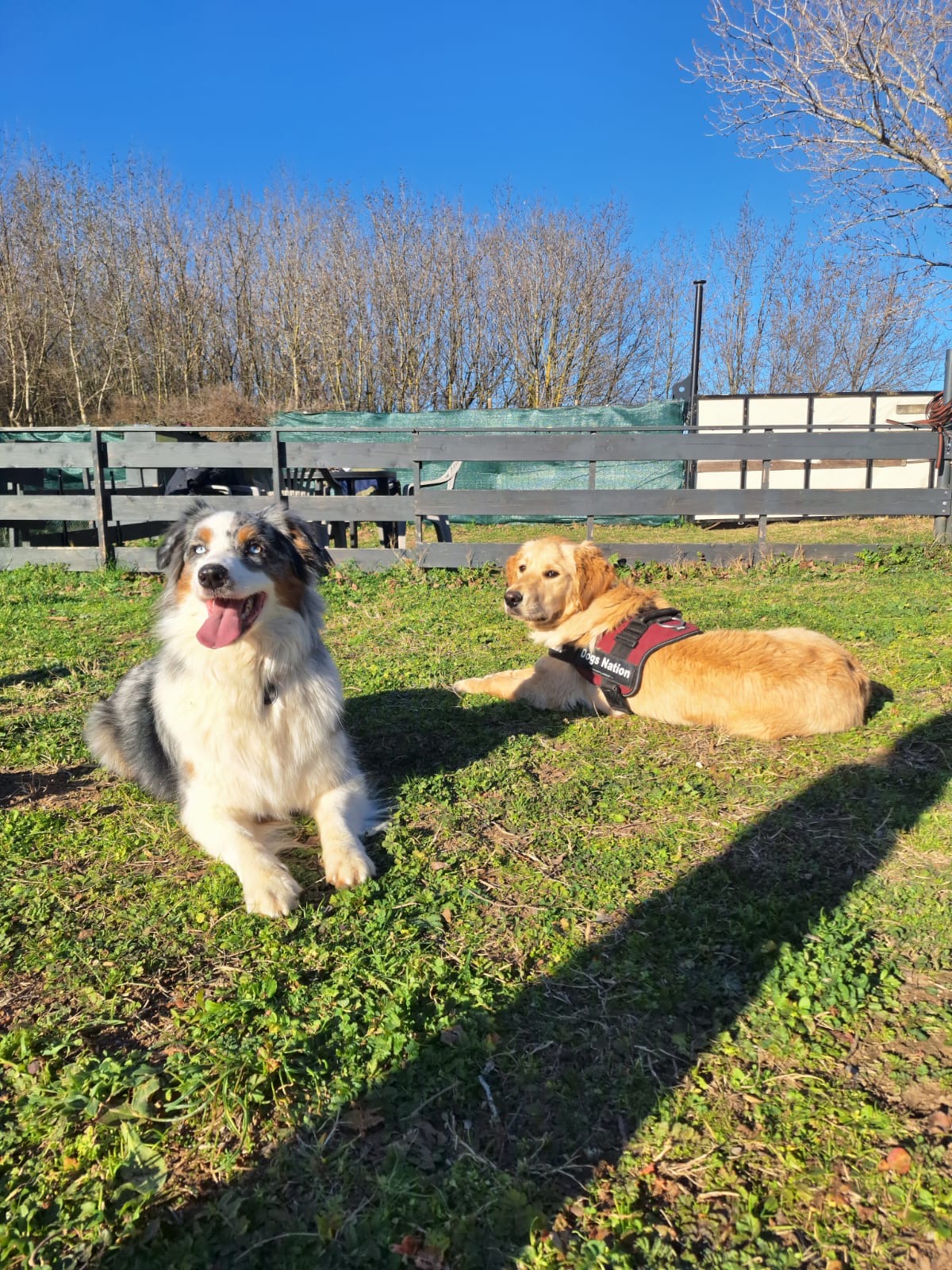 Dogs Nation - Éducateur Comportementaliste Canin & Éthologiste. — photo