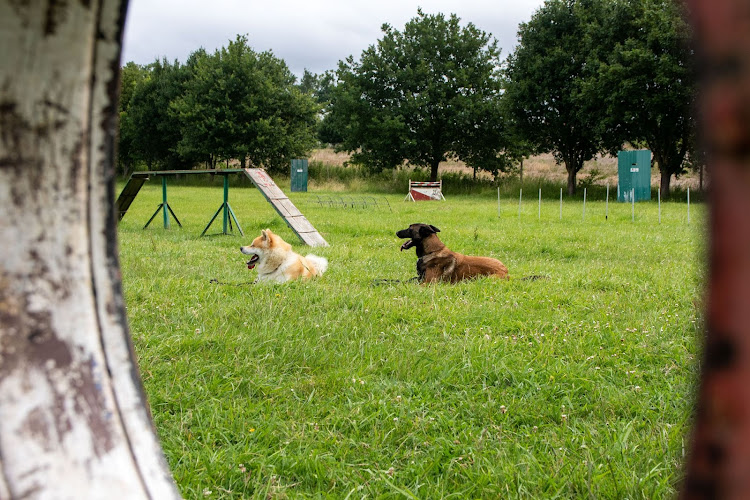 Cani-Landes Élevage Pension canine Education canine Dressage canin