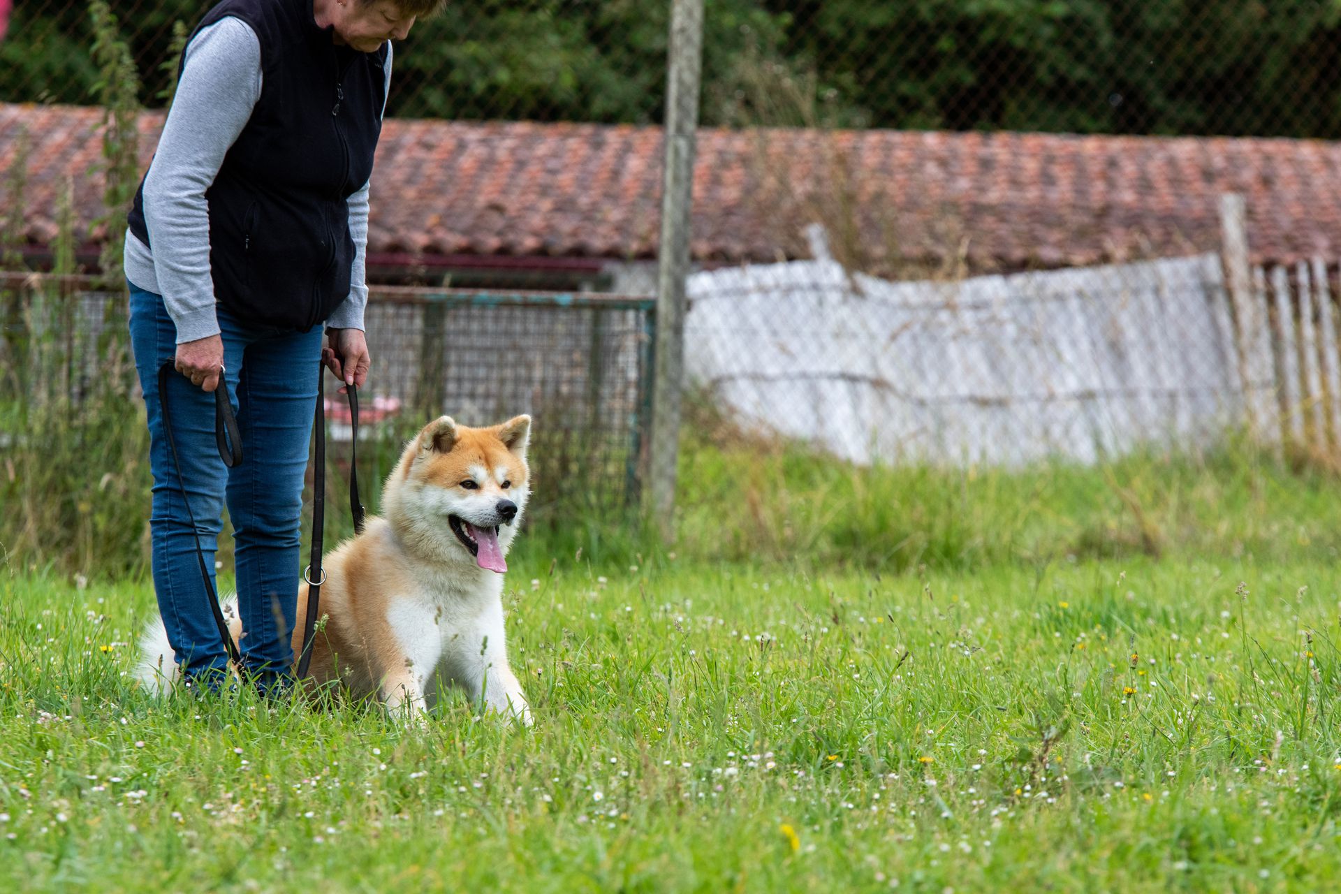Cani-Landes Élevage Pension canine Education canine Dressage canin — photo