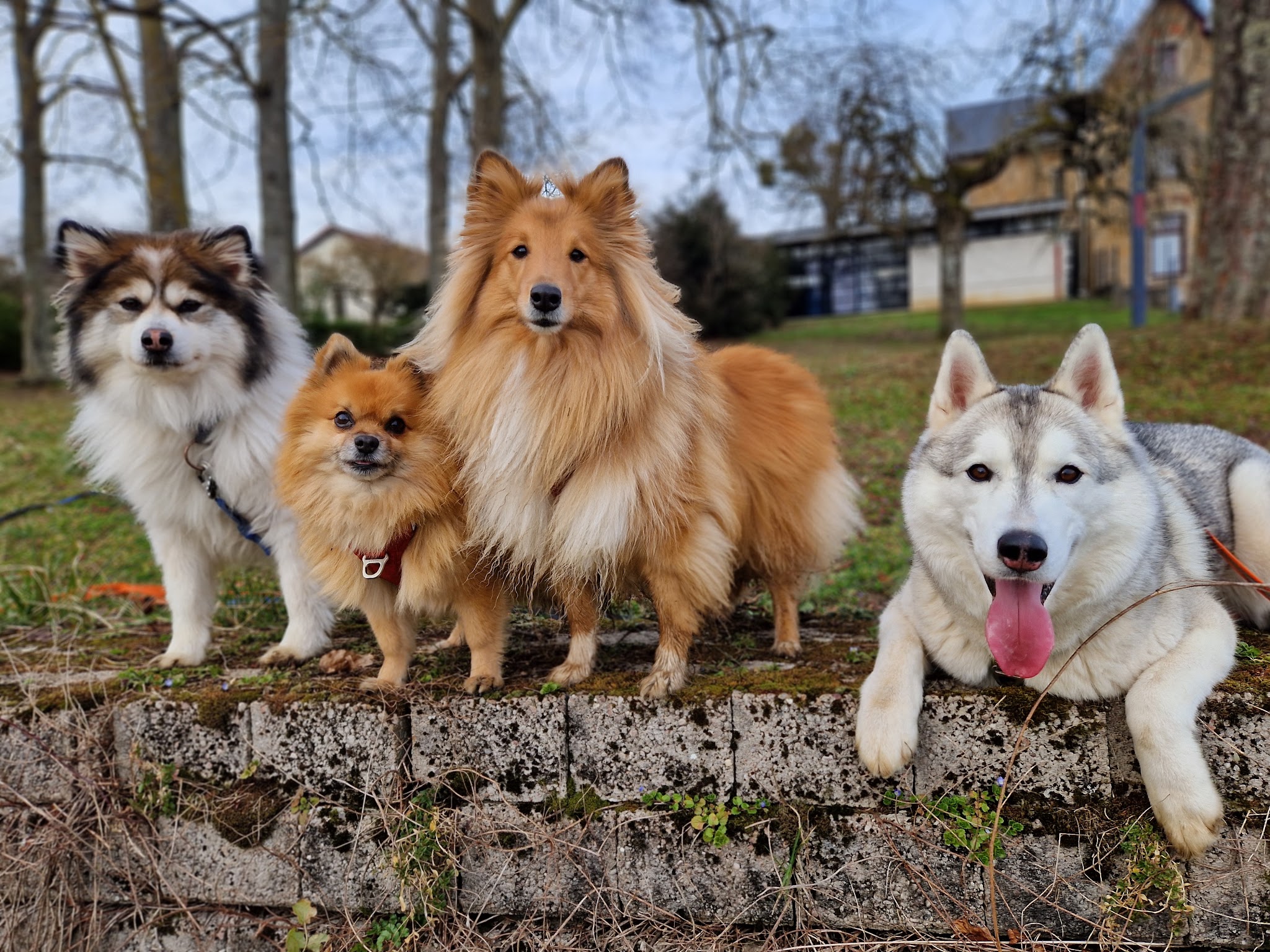 Planète WOOF - Pension familiale, éducation bienveillante et friandises naturelles sur Nancy et environs
