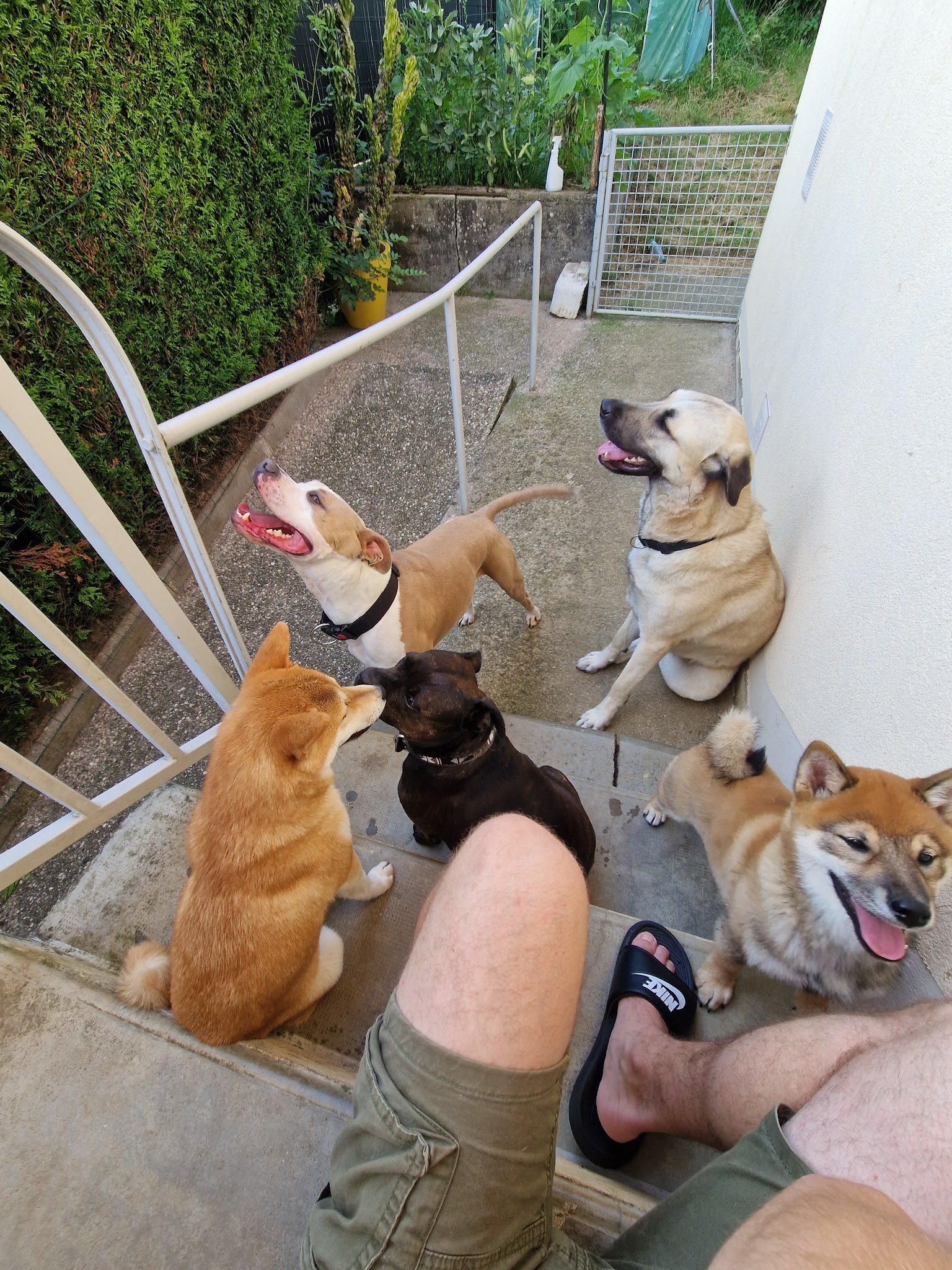 Planète WOOF - Pension familiale, éducation bienveillante et friandises naturelles sur Nancy et environs — photo