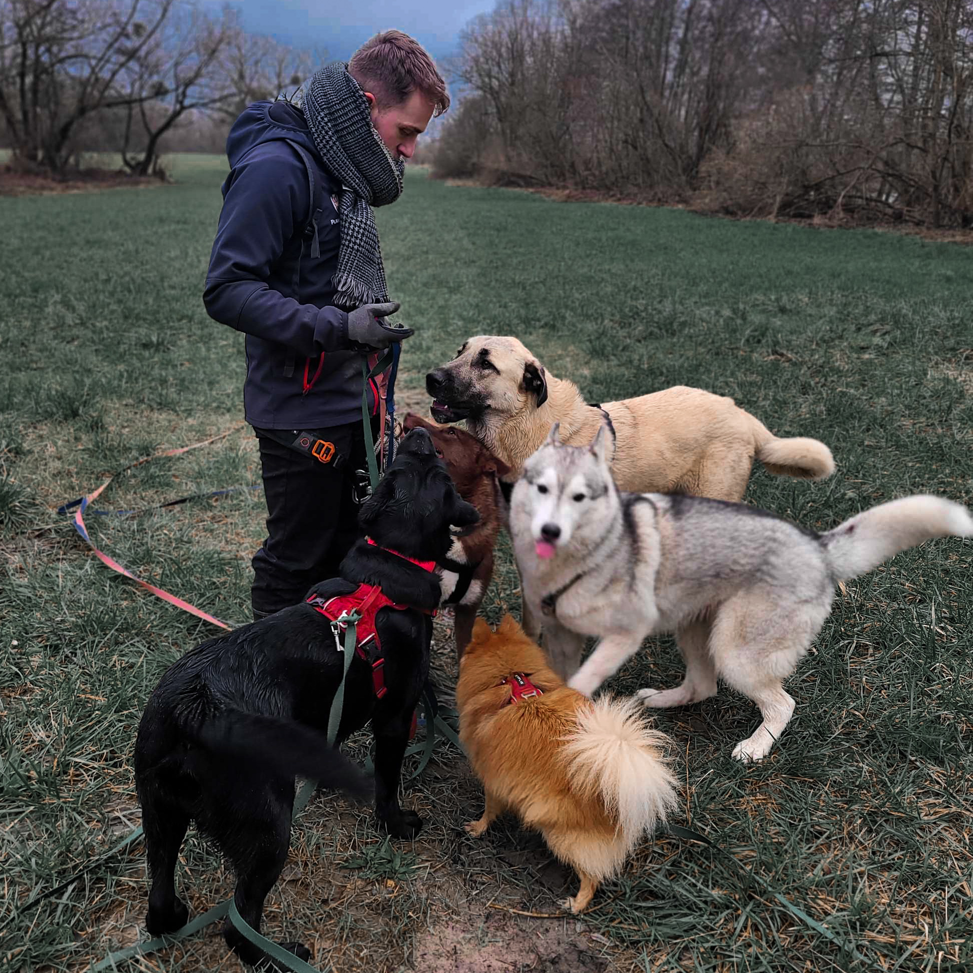 Planète WOOF - Pension familiale, éducation bienveillante et friandises naturelles sur Nancy et environs — photo