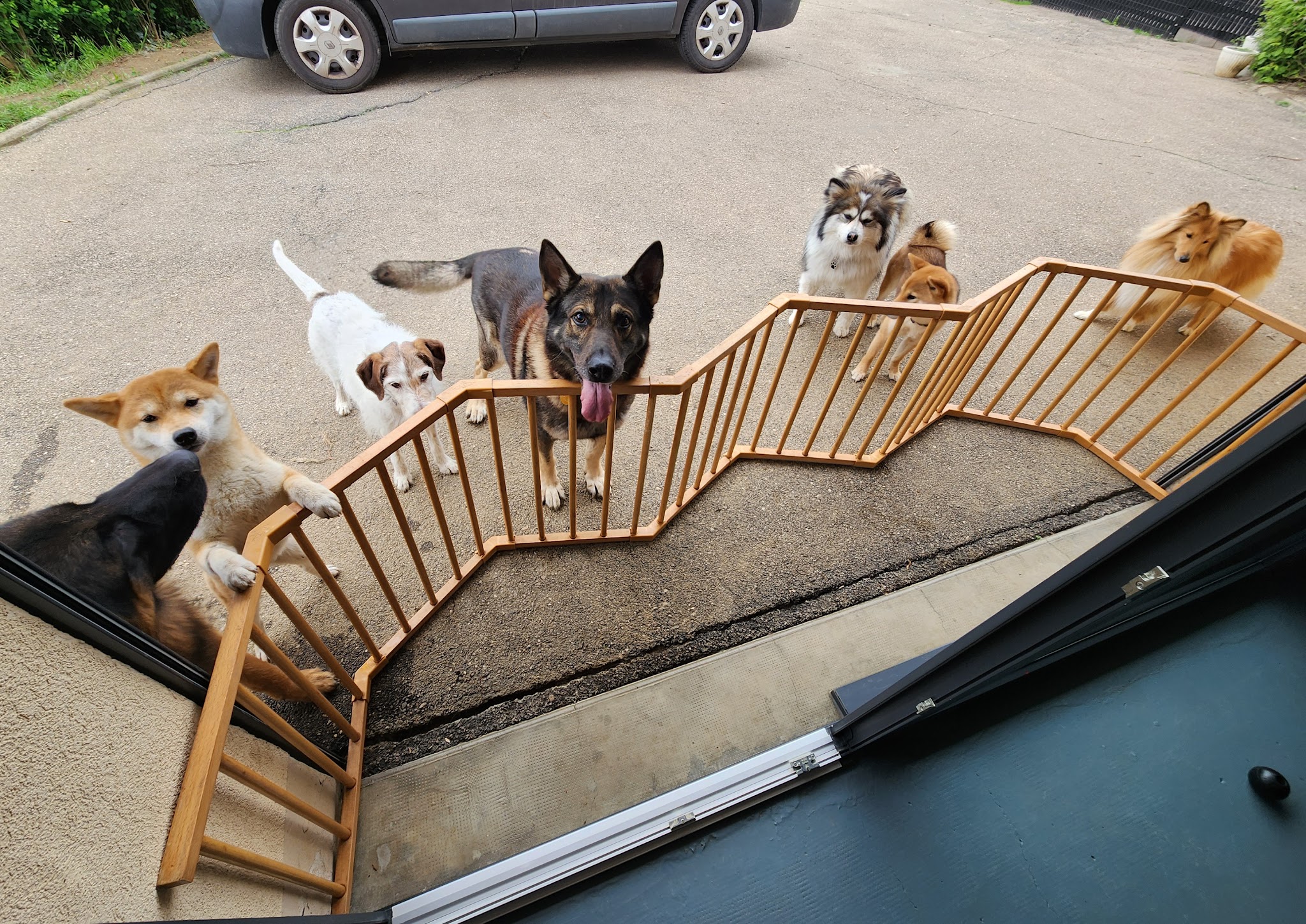 Planète WOOF - Pension familiale, éducation bienveillante et friandises naturelles sur Nancy et environs — photo