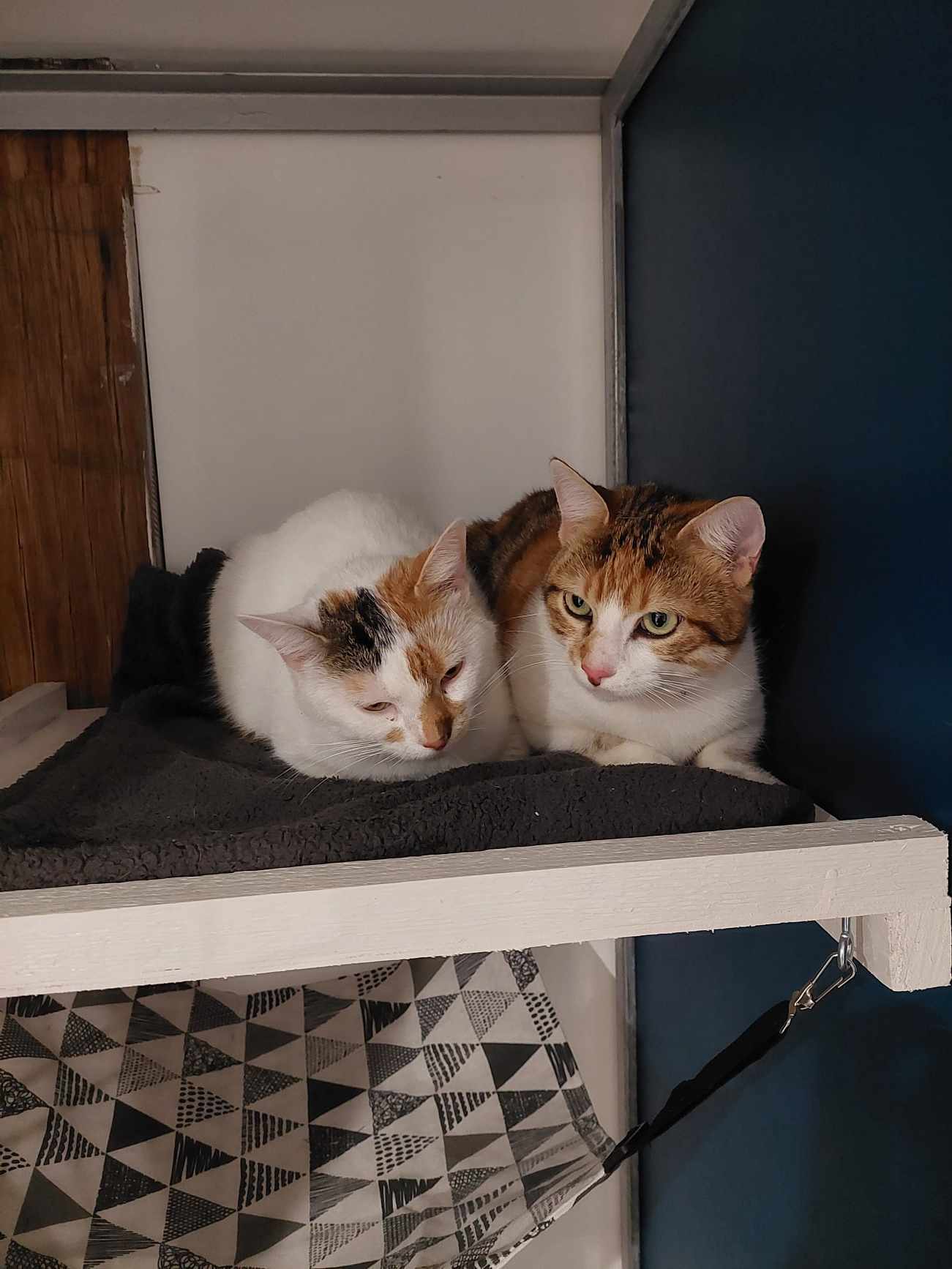Toutou et Grosminet — photo