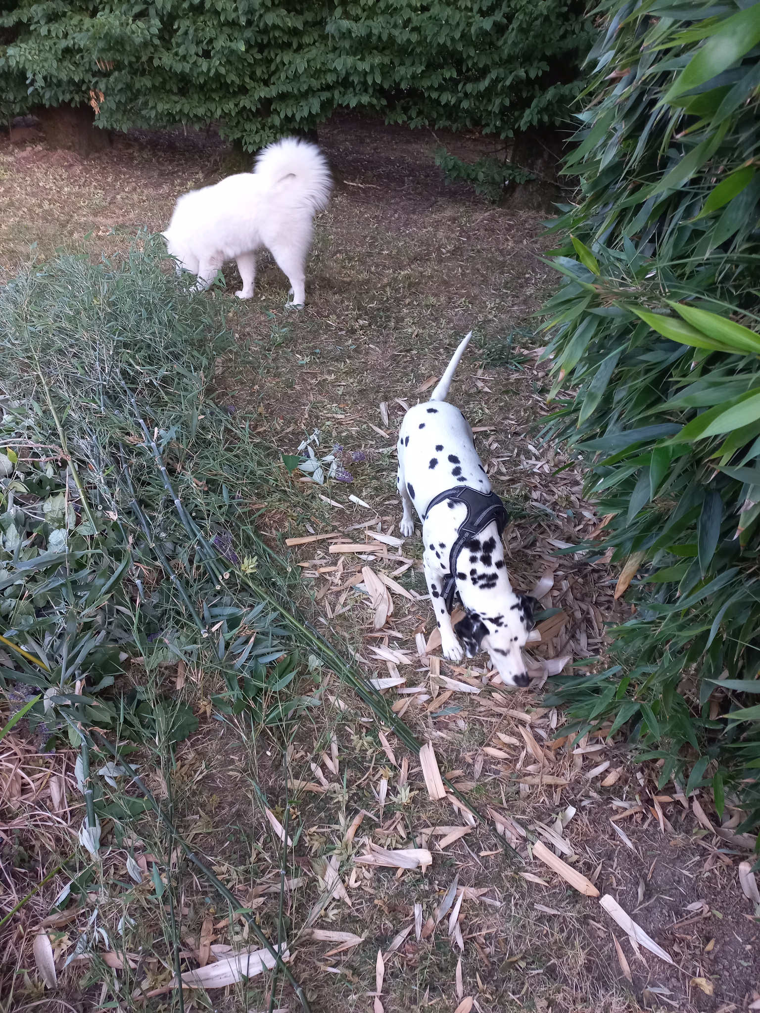 Bertrand Elineau - Comportementaliste chien, chat, cheval - Cat-sitter - Pet-sitter — photo