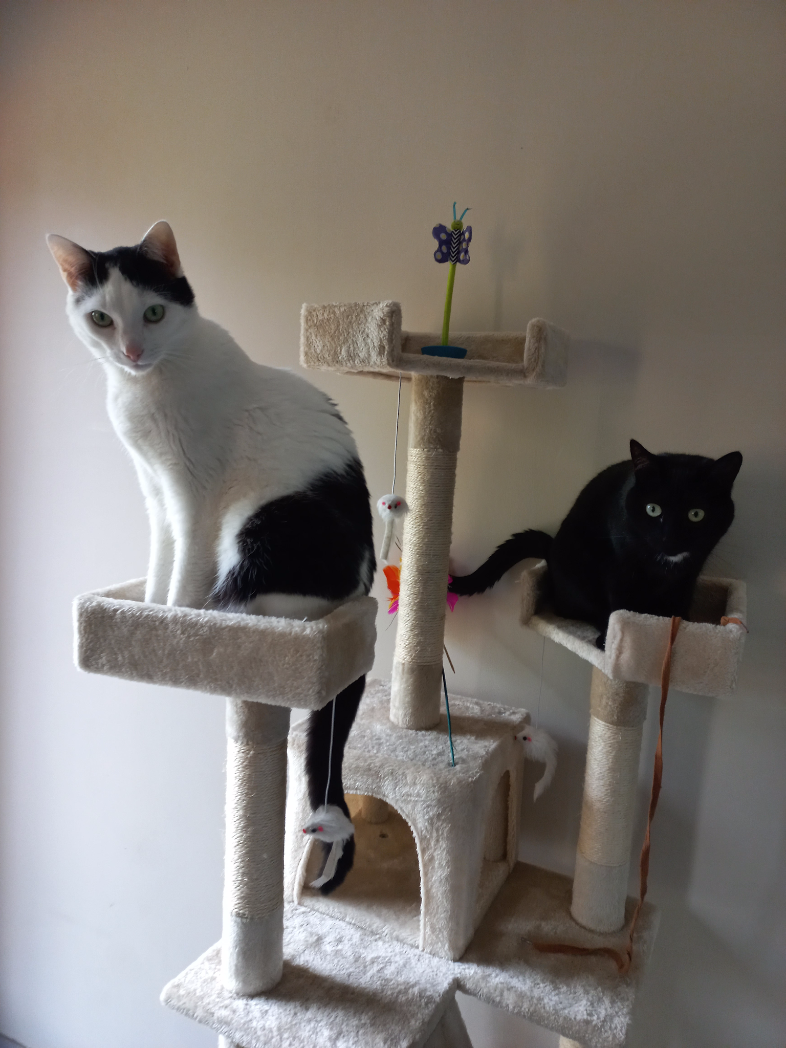 Bertrand Elineau - Comportementaliste chien, chat, cheval - Cat-sitter - Pet-sitter — photo