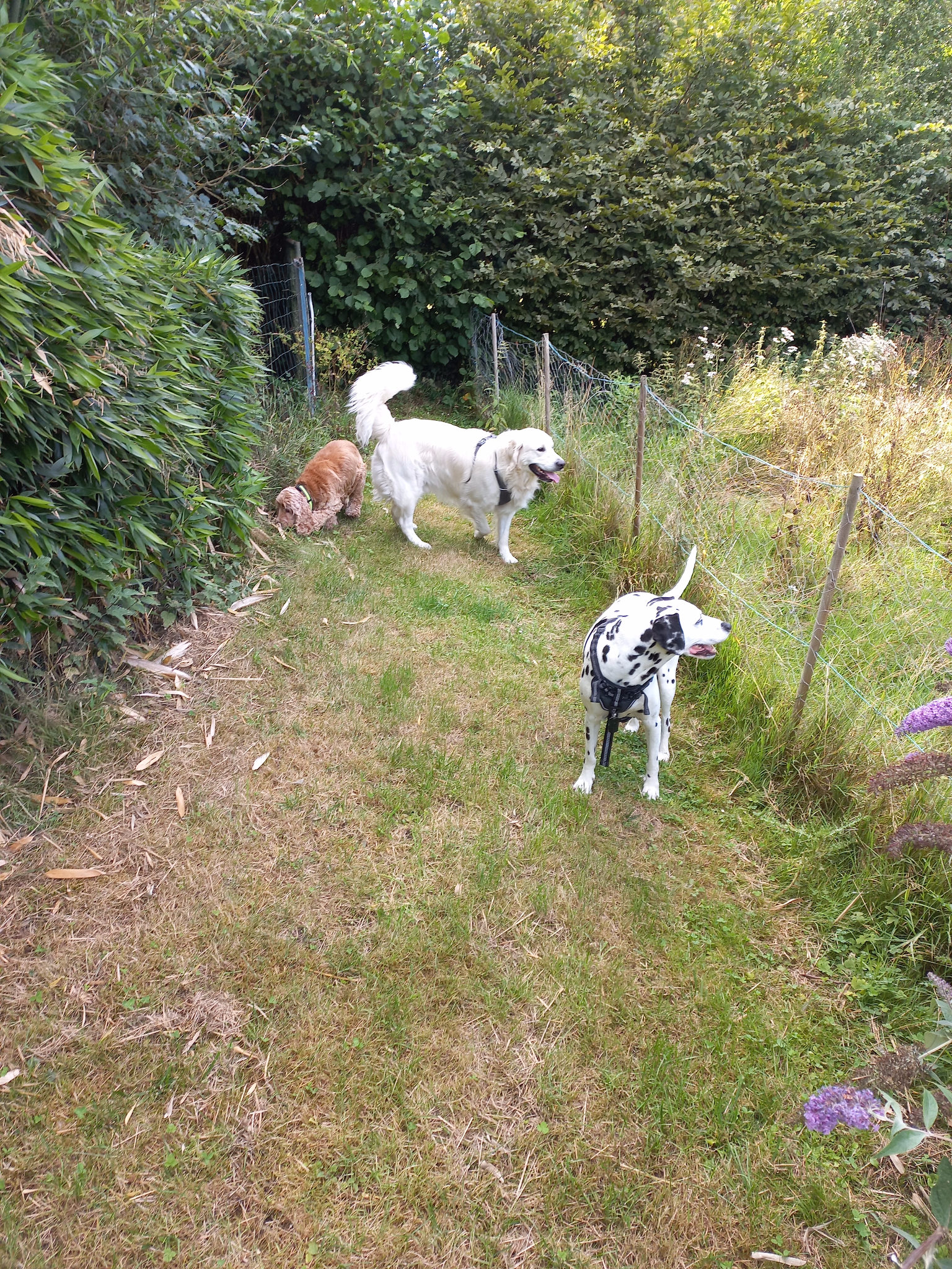 Bertrand Elineau - Comportementaliste chien, chat, cheval - Cat-sitter - Pet-sitter — photo