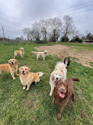 Pension canine du bois vert ( Charente 16)