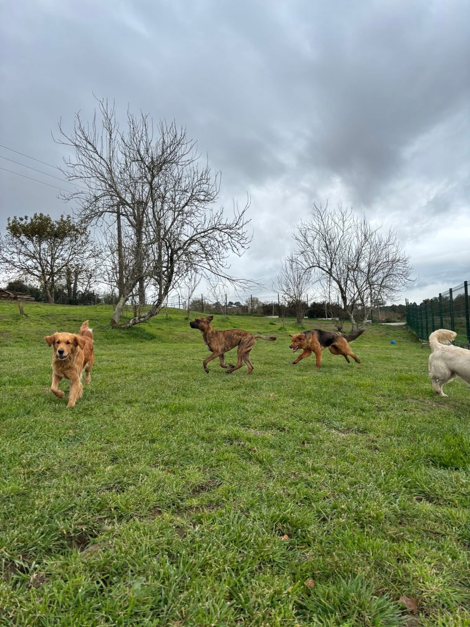 Pension canine du bois vert ( Charente 16) — photo