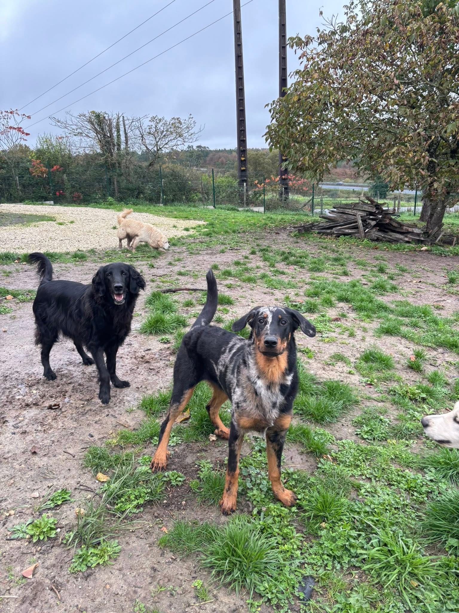 Pension canine du bois vert ( Charente 16) — photo