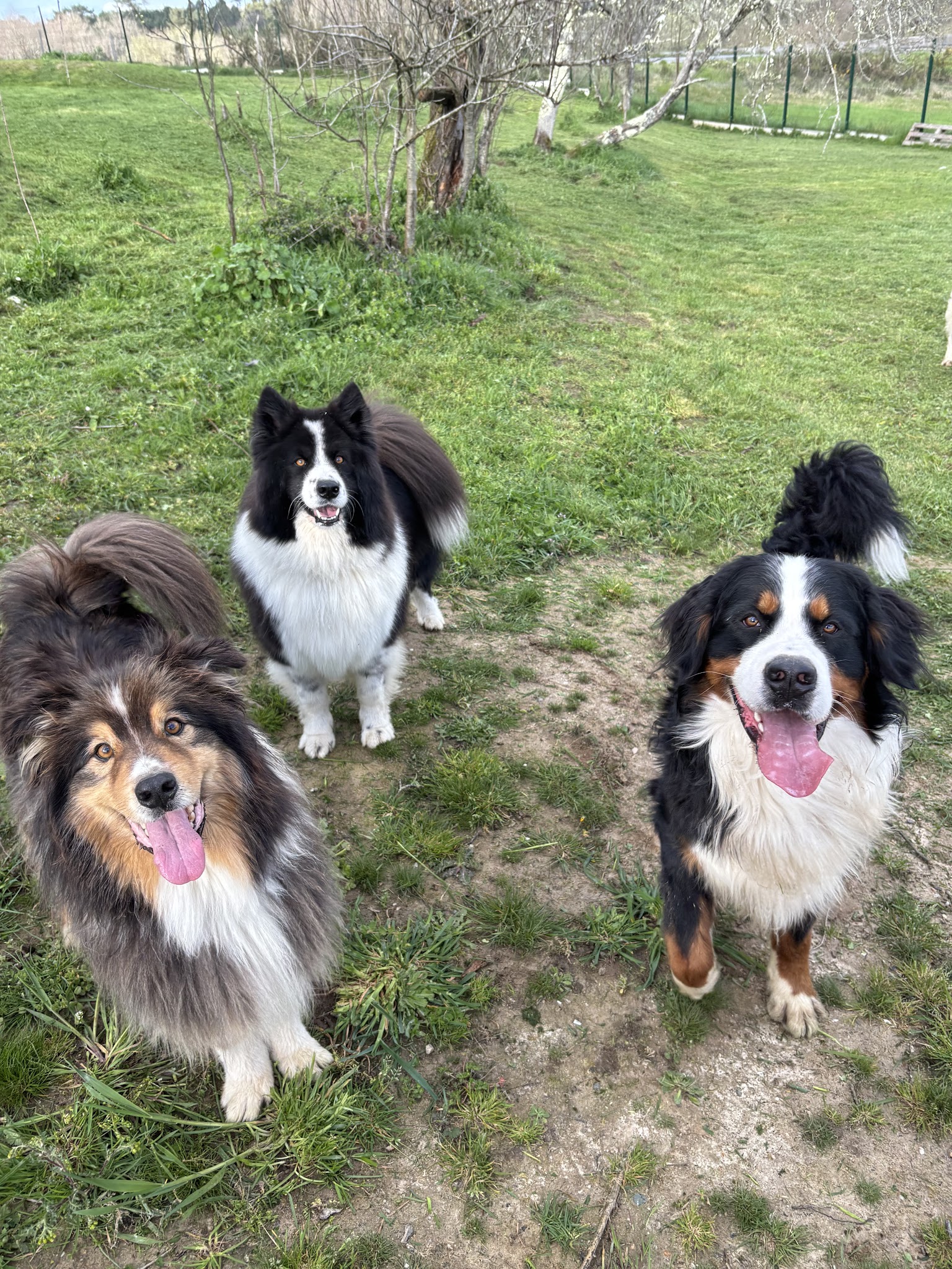 Pension canine du bois vert ( Charente 16) — photo